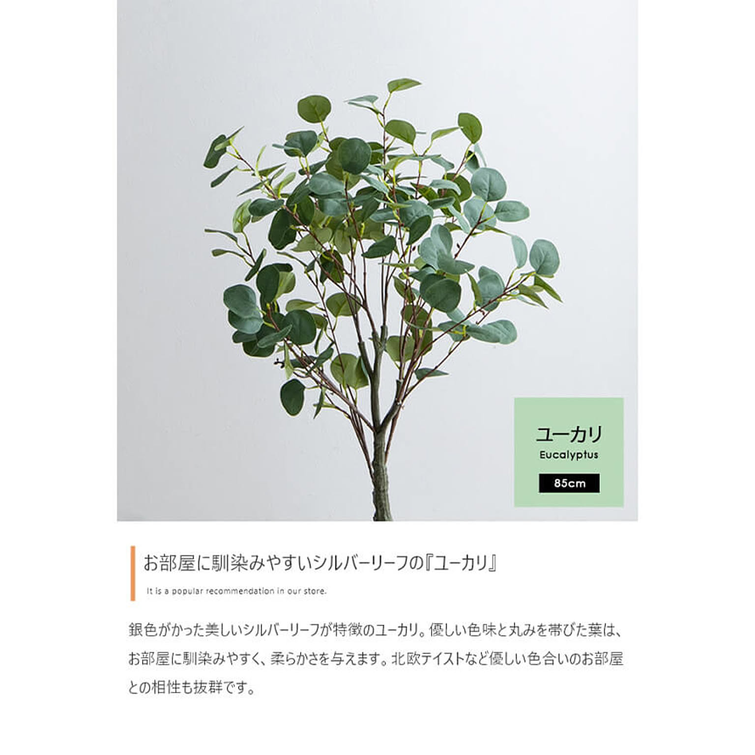 観葉植物