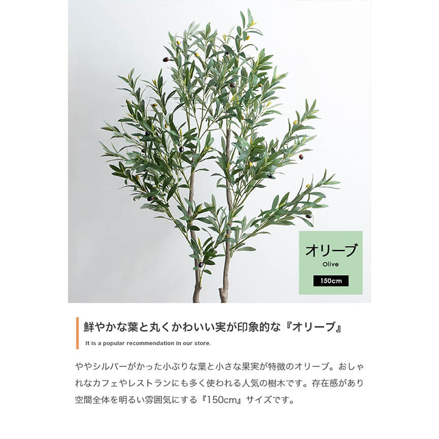 観葉植物