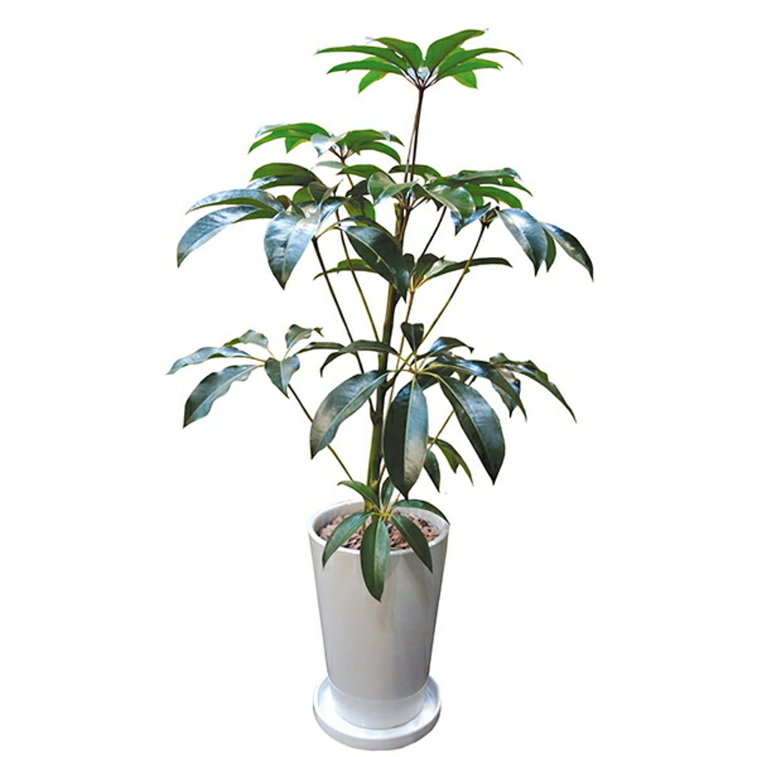 INTERIOR PLANTS陶器LLシリーズ/チュピタンサス (株)インタープラネット