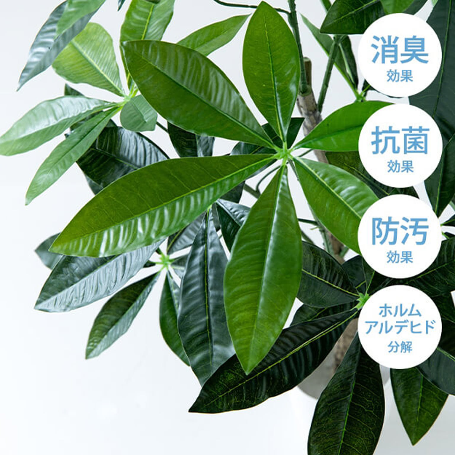 観葉植物