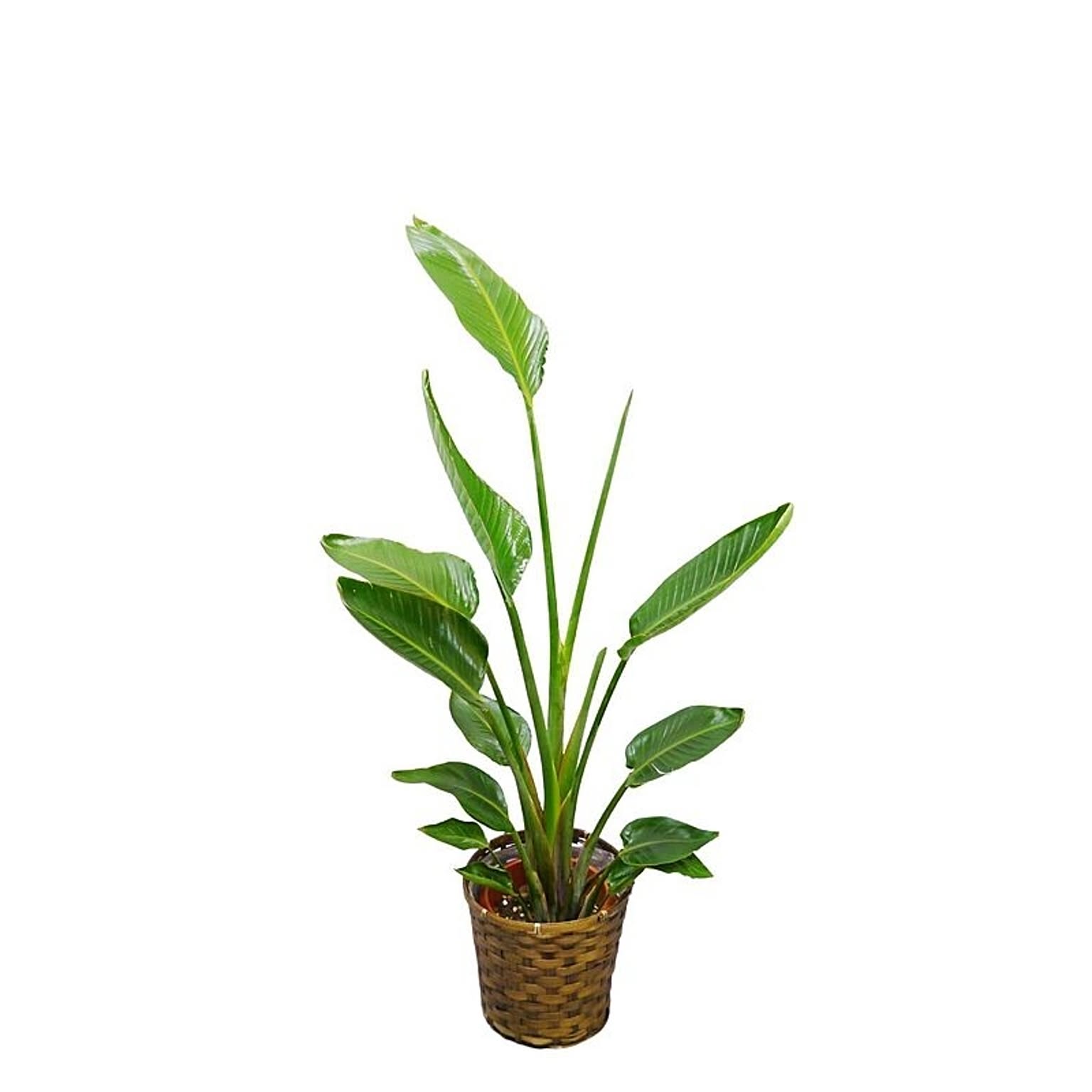 観葉植物/オーガスタ■選べる2サイズ