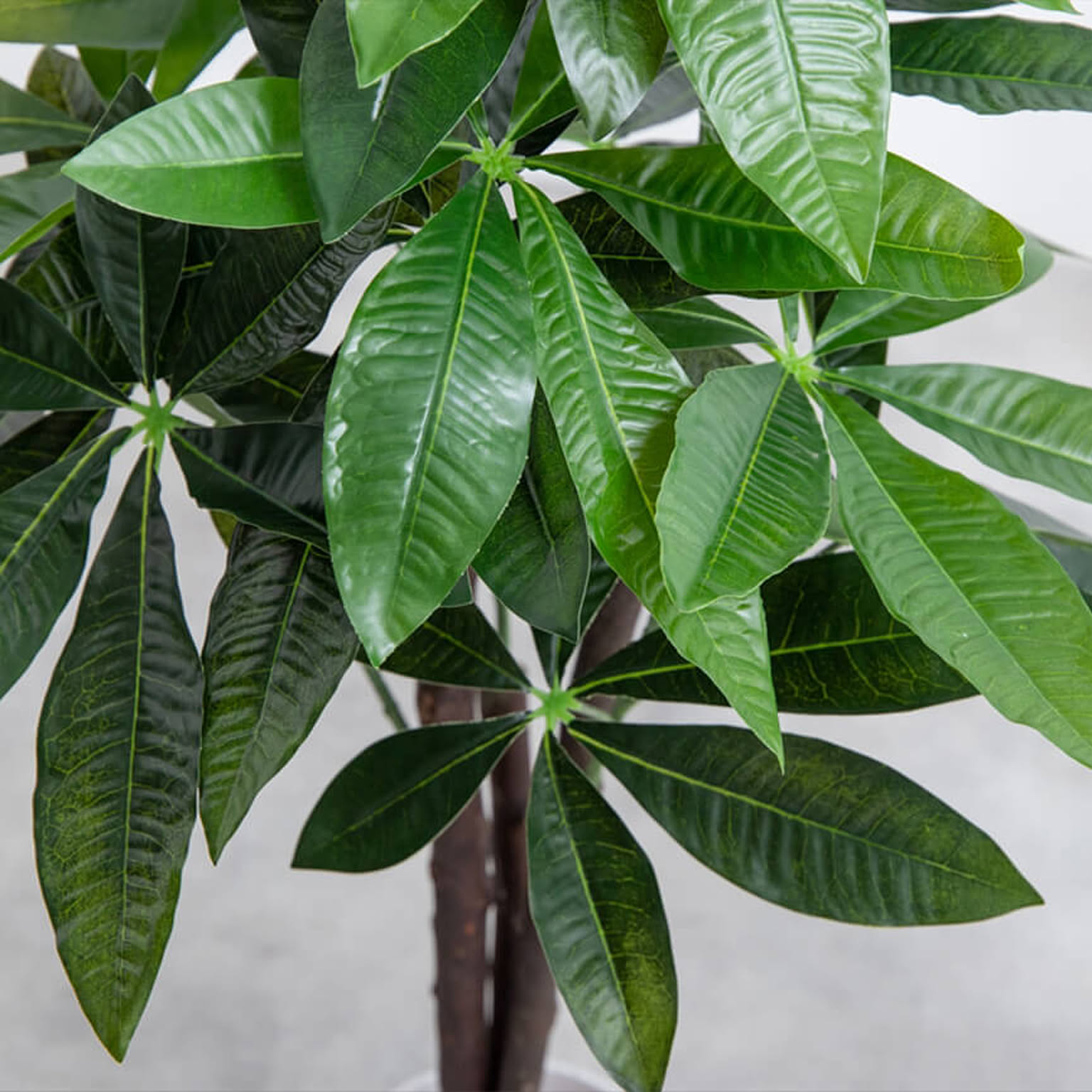 観葉植物