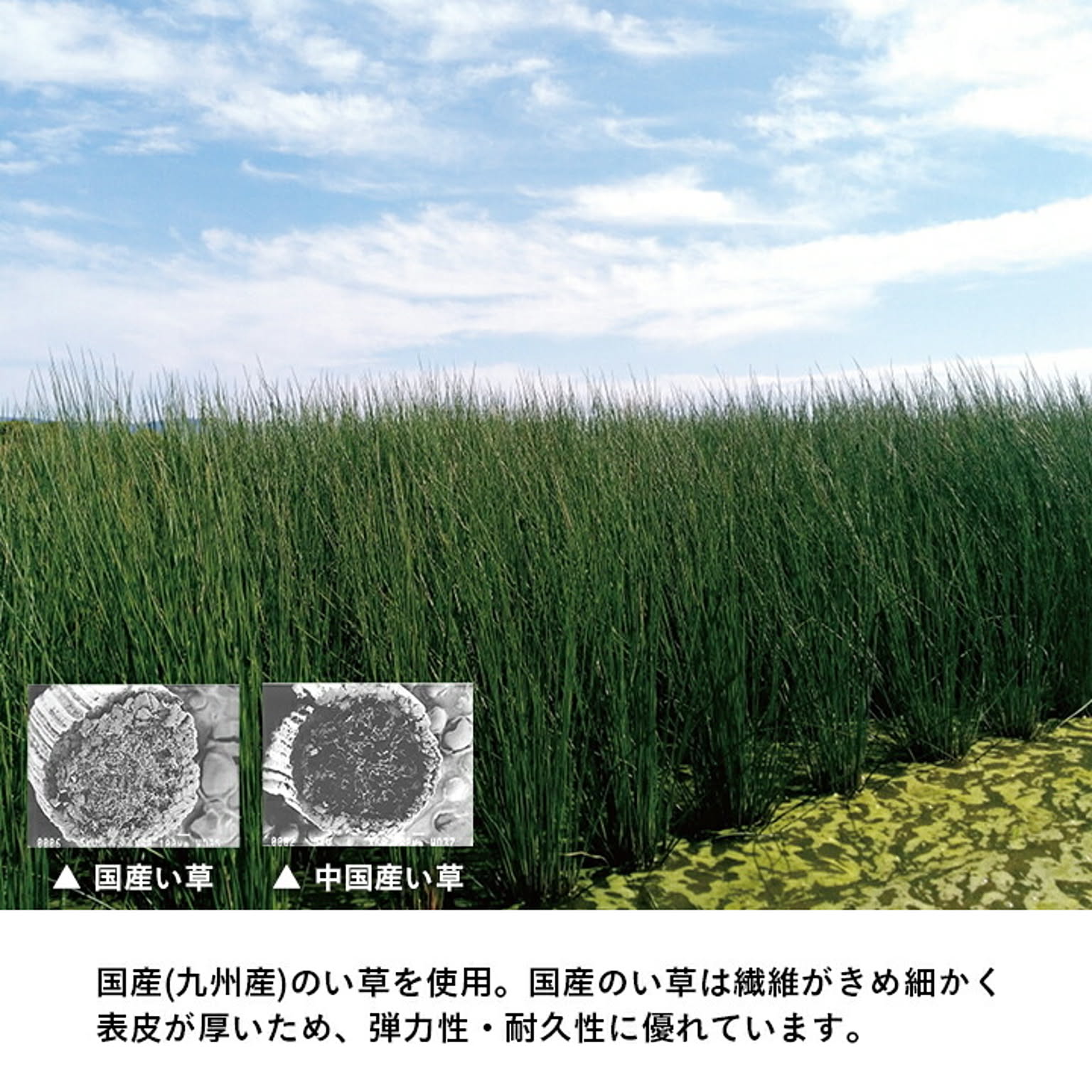 ござ・い草ラグ