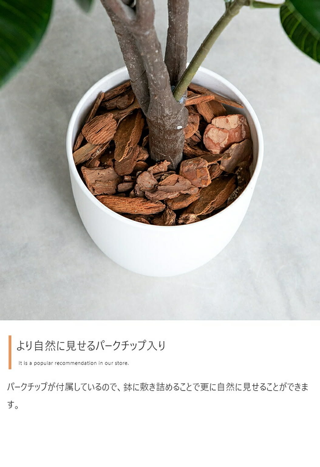 観葉植物