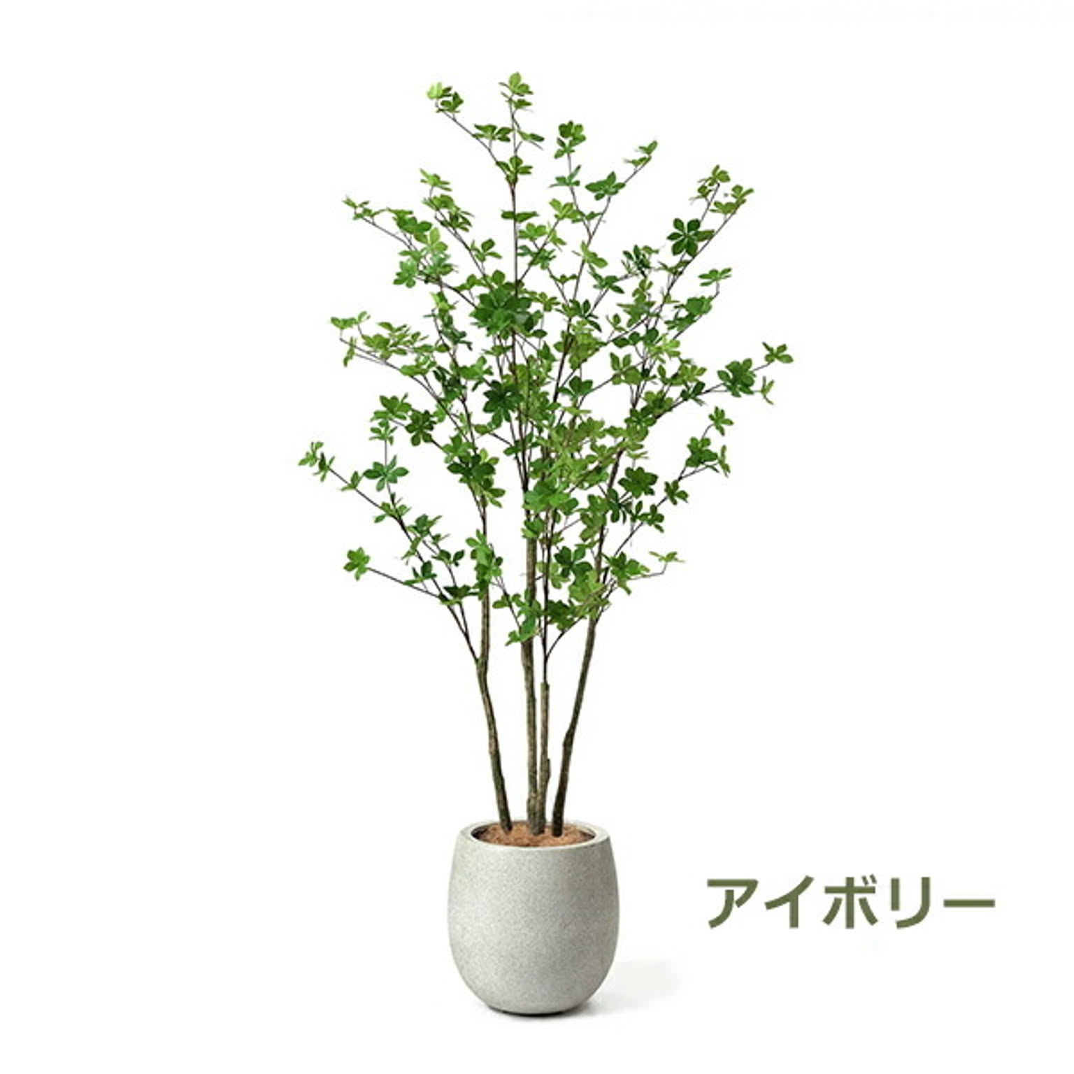 GREENPARK ドウダンツツジ エッグポット H160cm PRGR-1250 プリマ