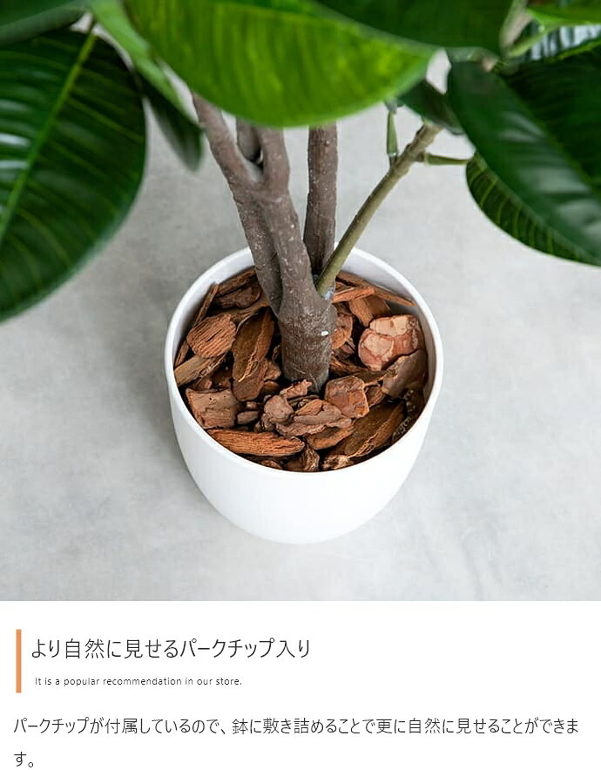 観葉植物