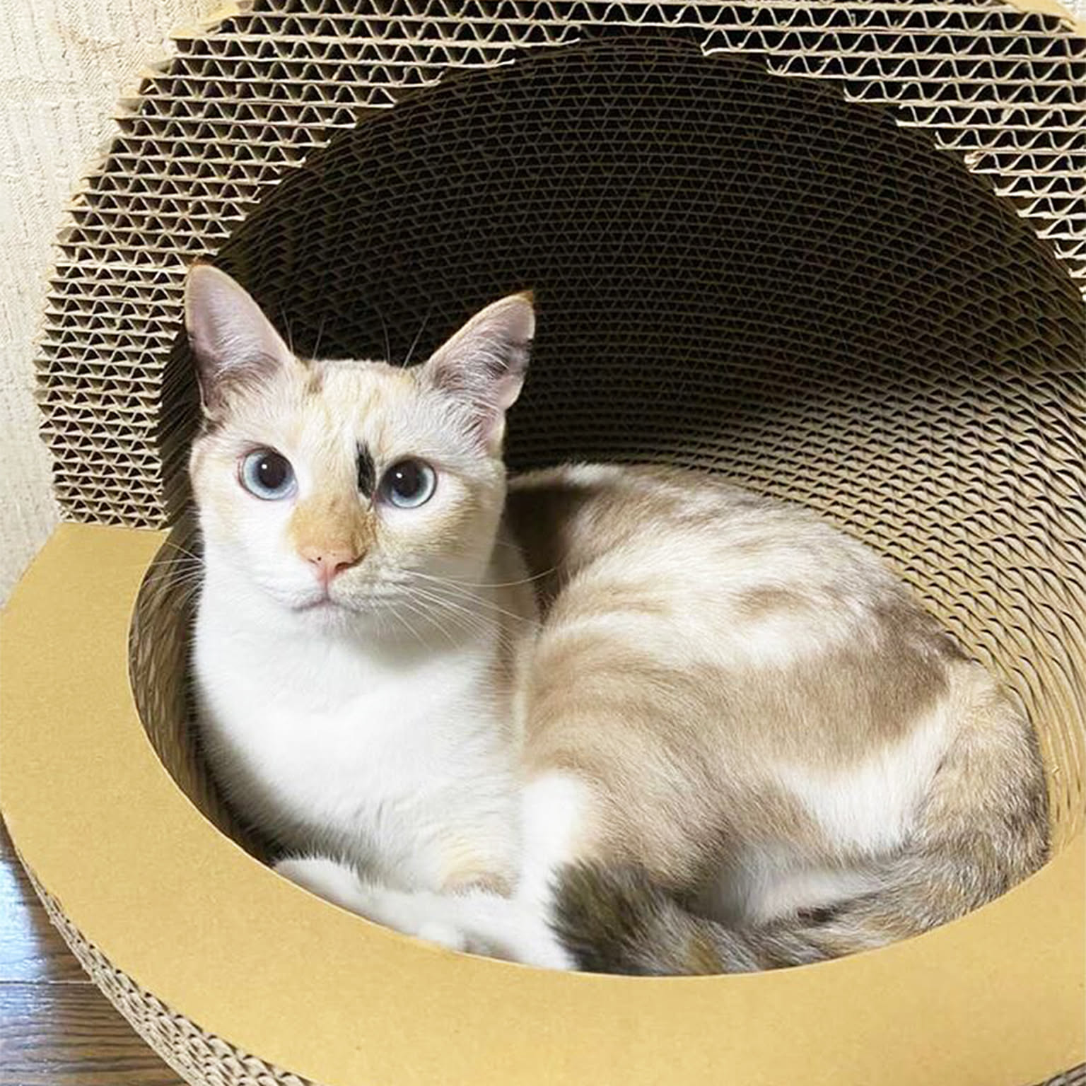 猫用インテリア・猫用家具