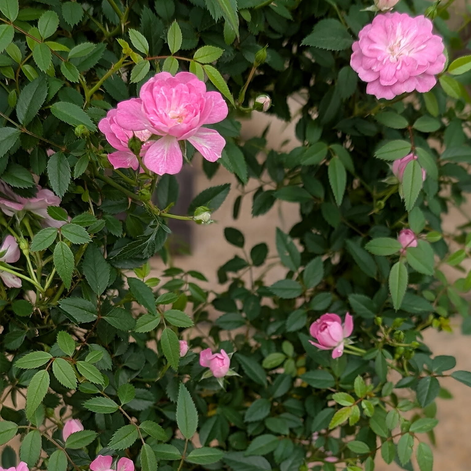 造花・アートフラワー