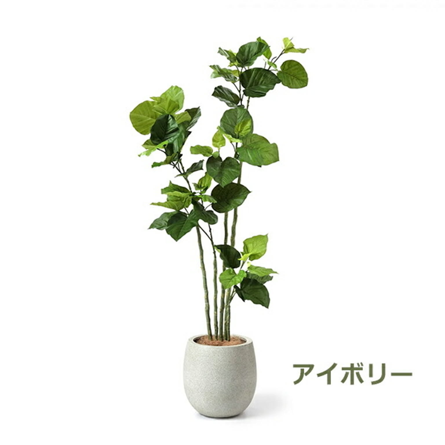 GREENPARK ウンベラータ エッグポット H155cm eco PRGR-1266 プリマ