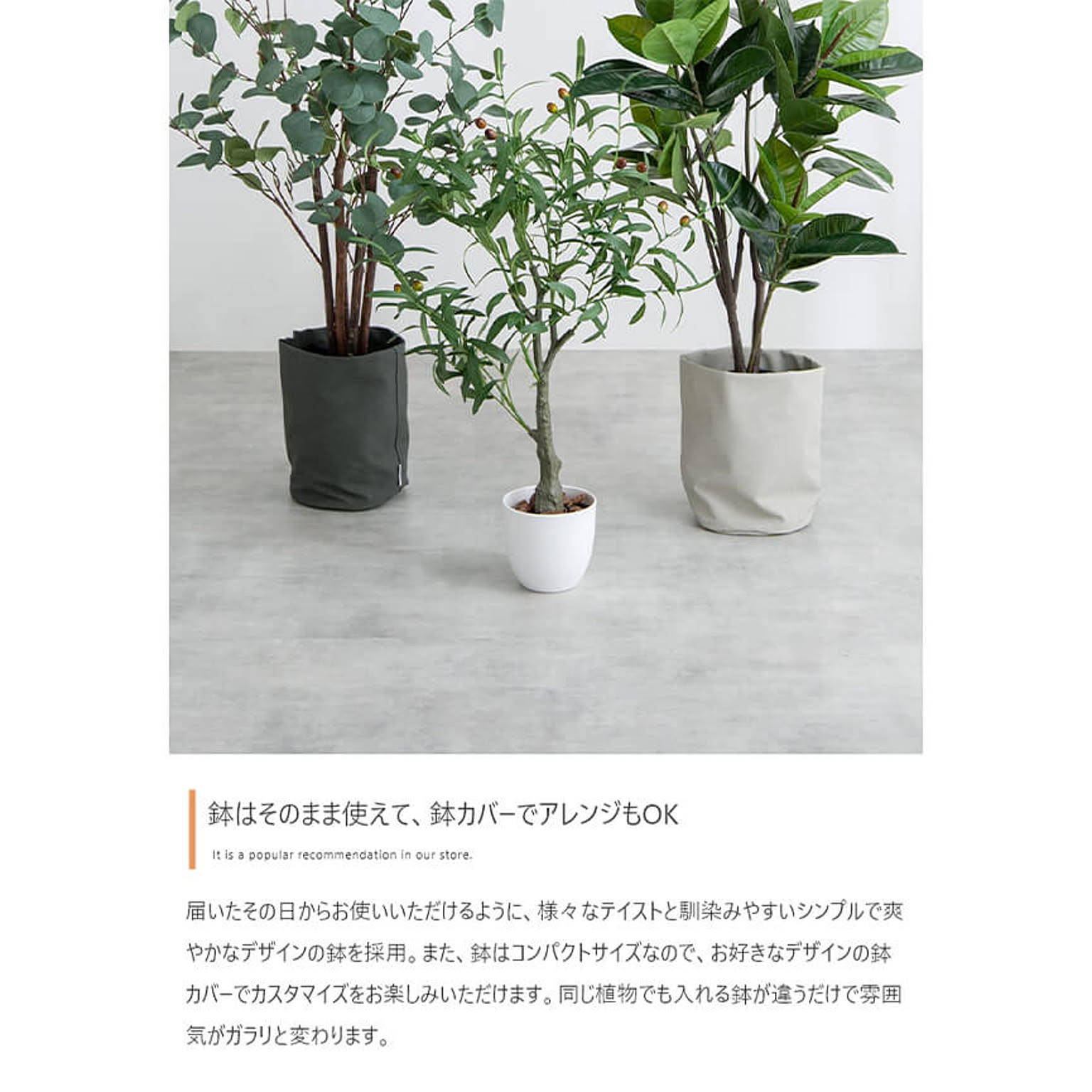 観葉植物