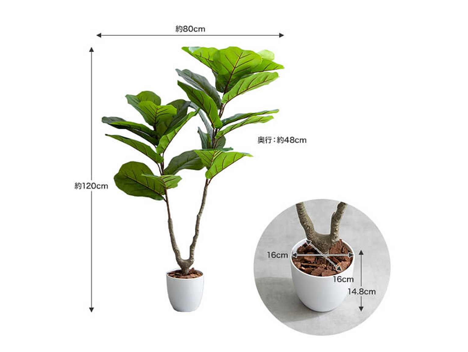 観葉植物