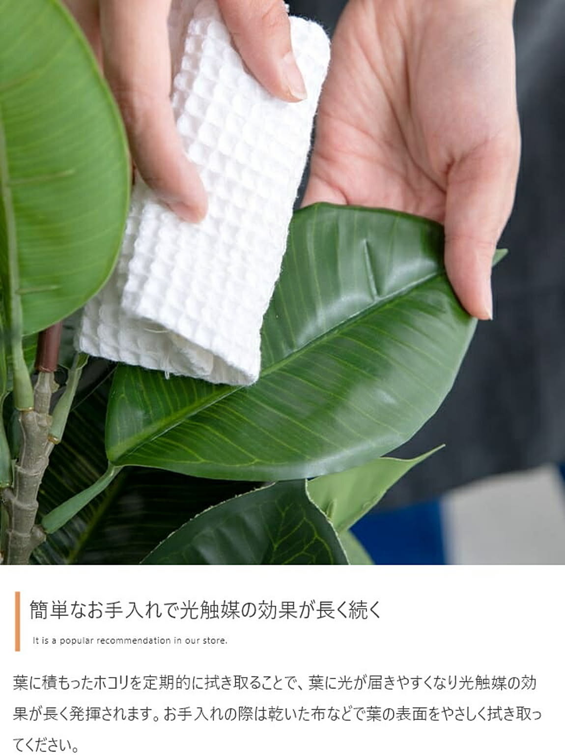 観葉植物