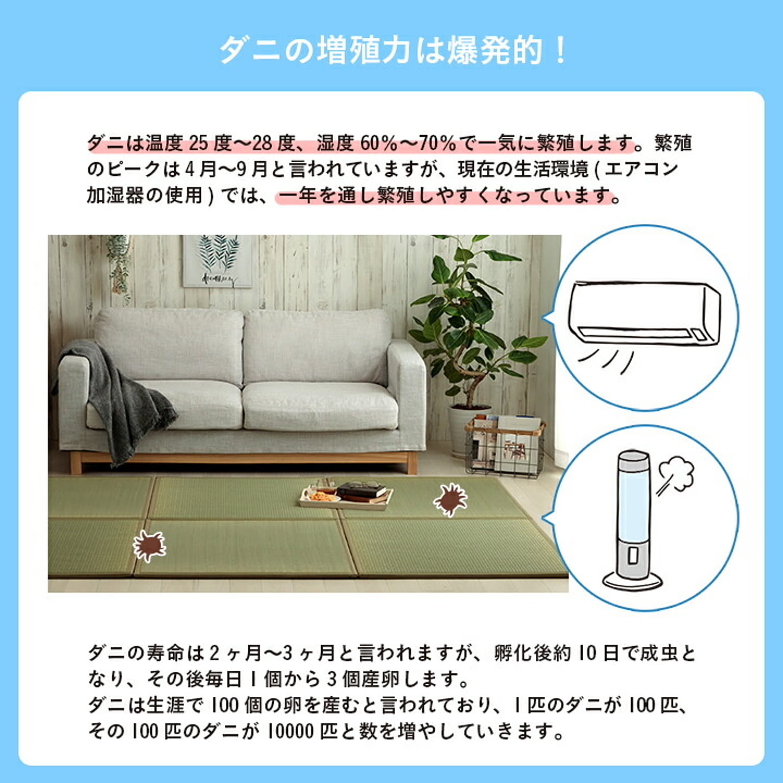 ござ・い草ラグ