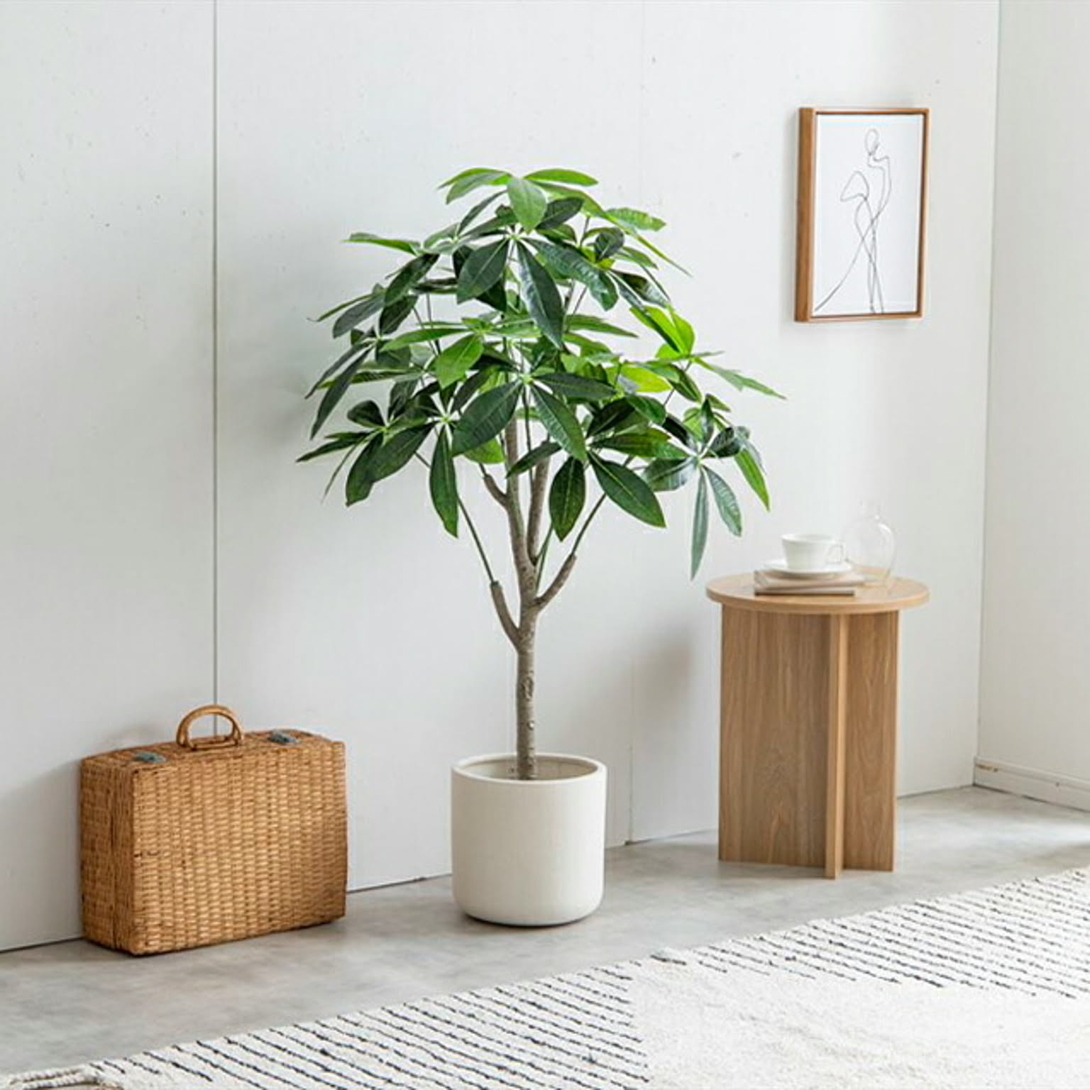 観葉植物