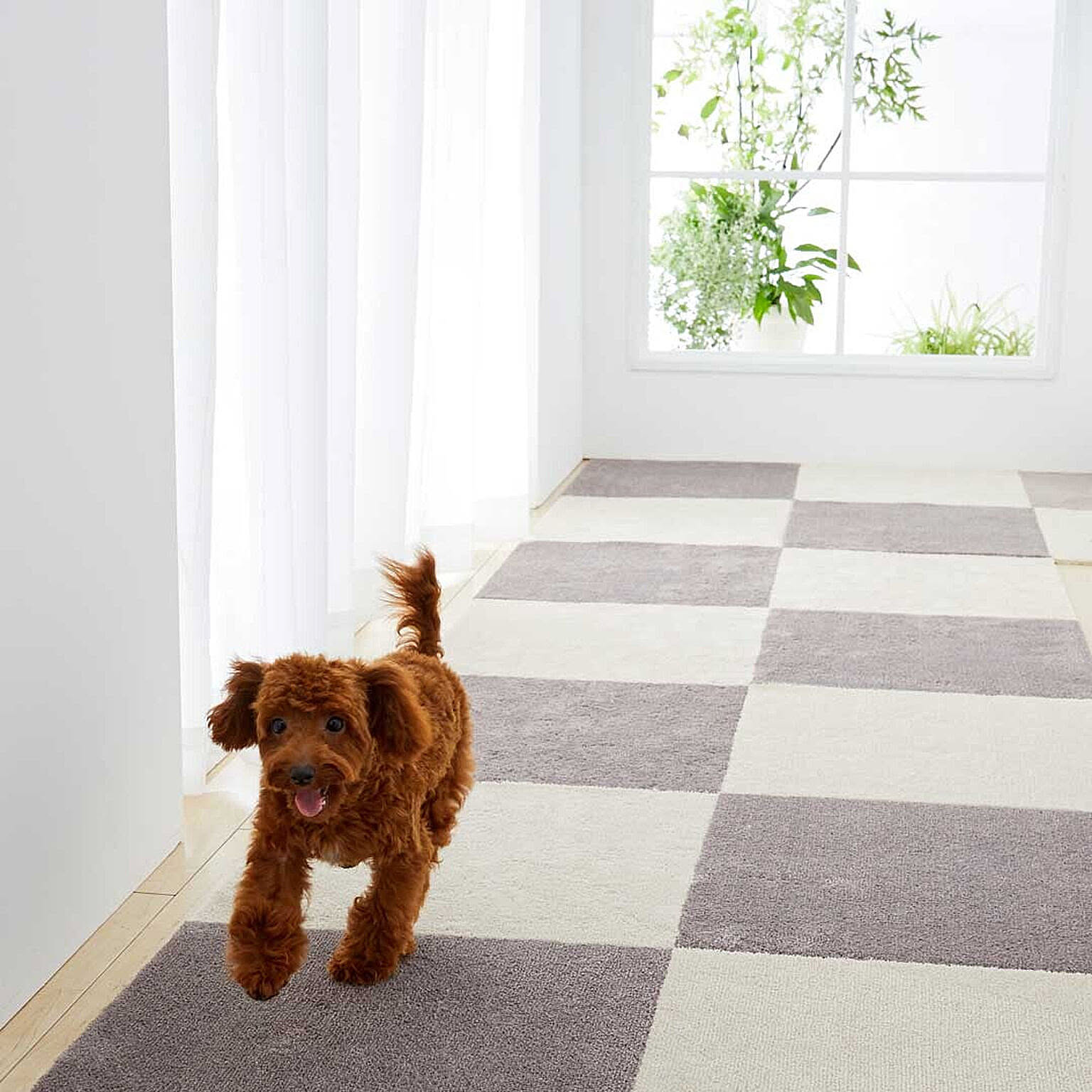 犬用インテリア・犬用家具