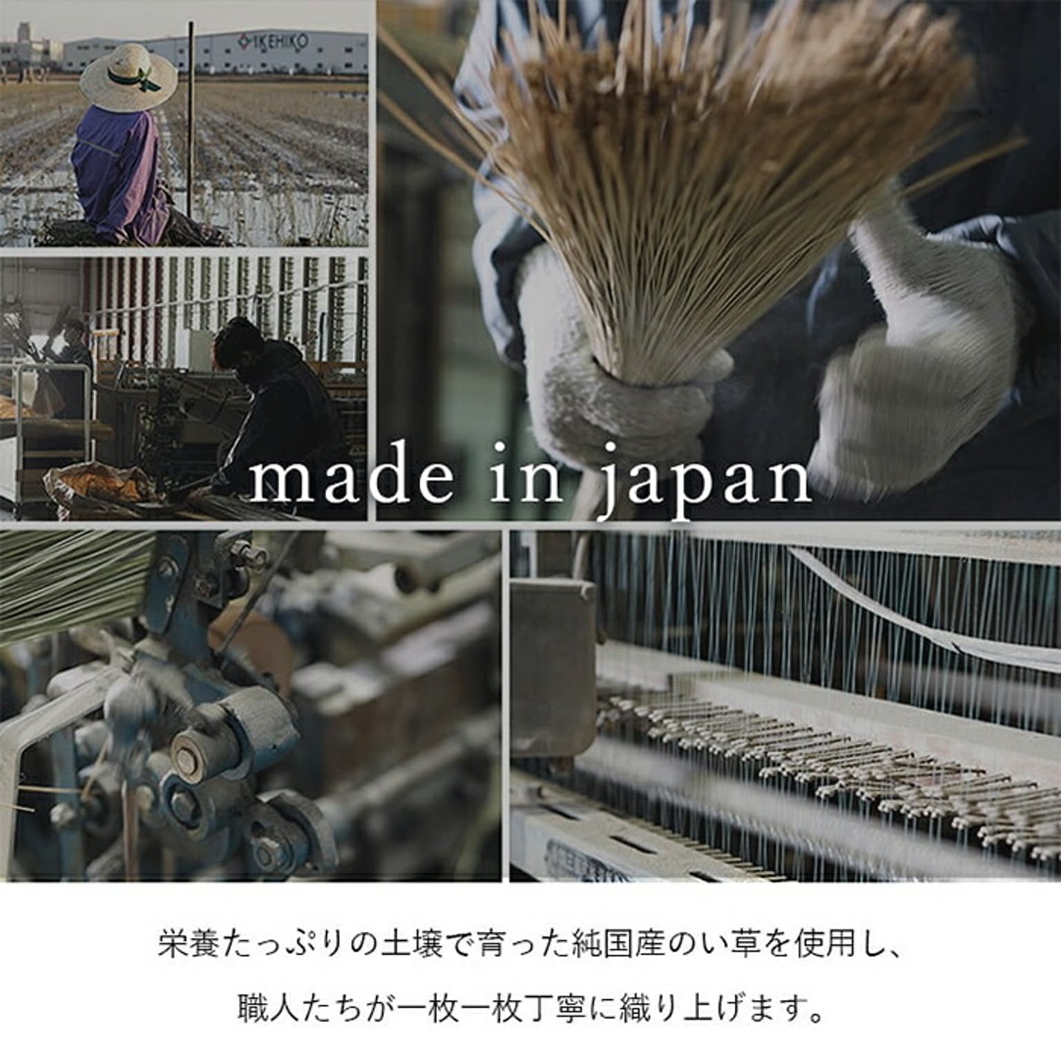 ござ・い草ラグ