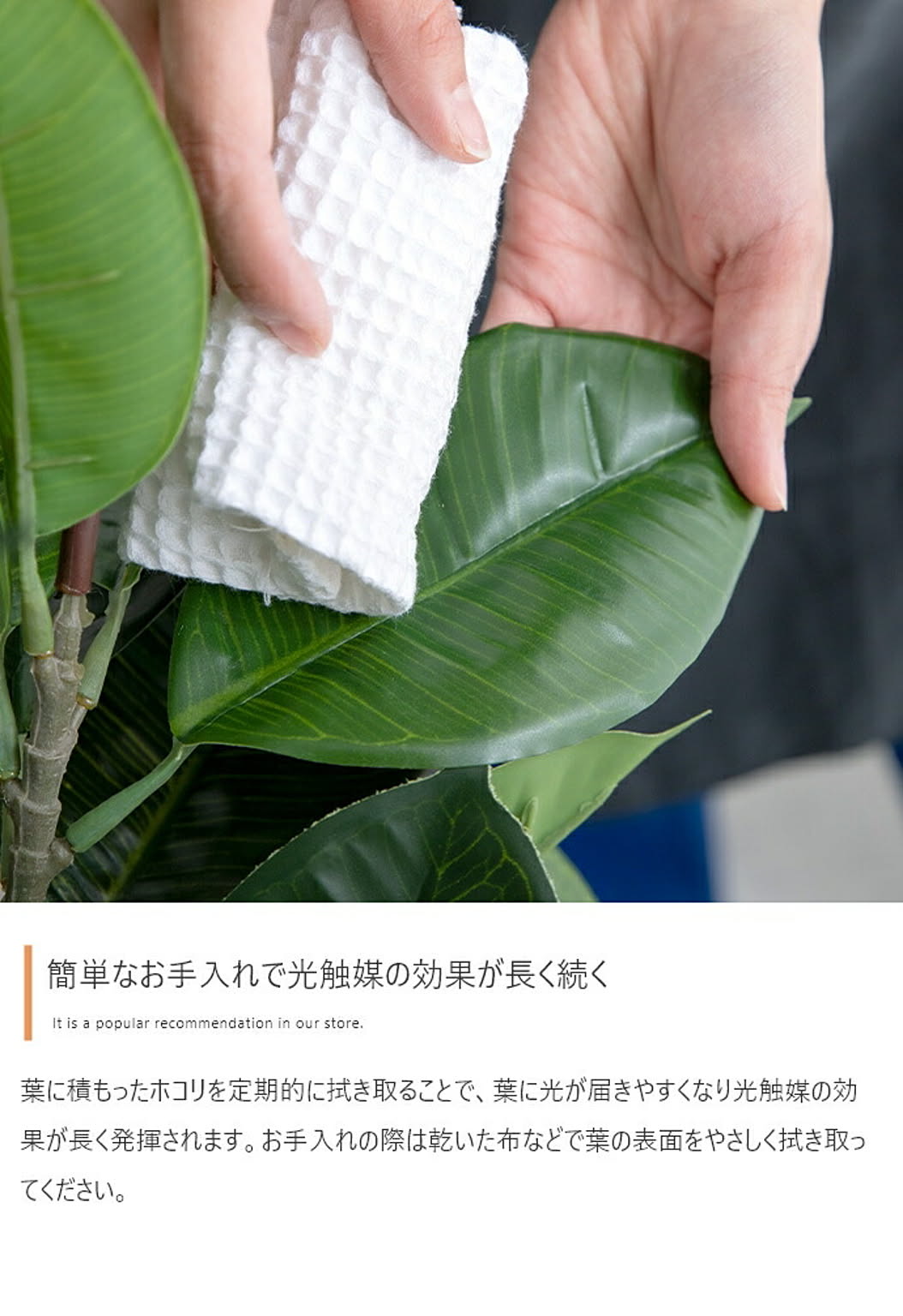 観葉植物