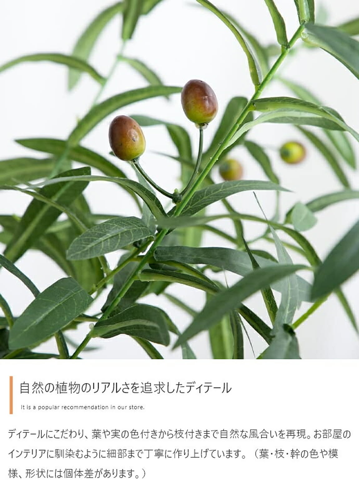 観葉植物