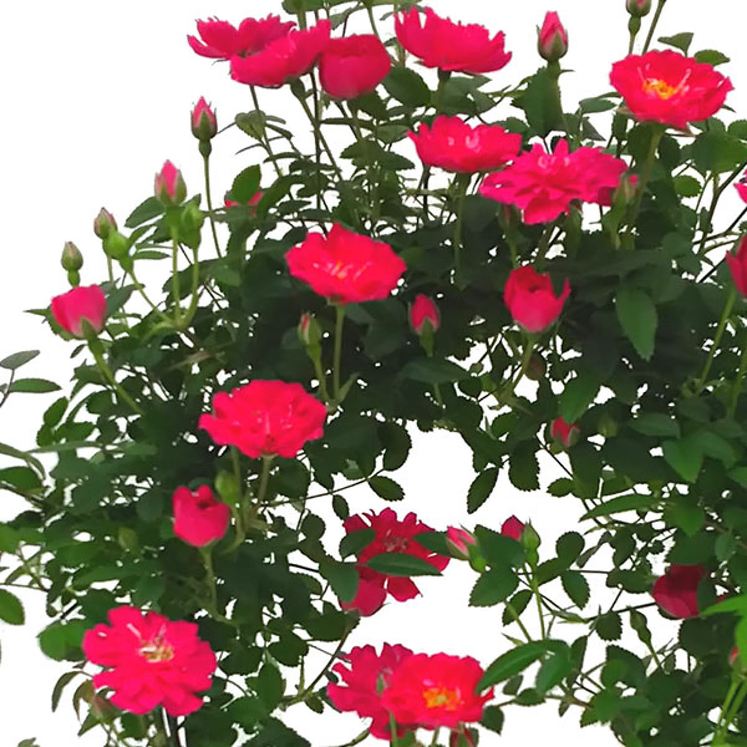 造花・アートフラワー