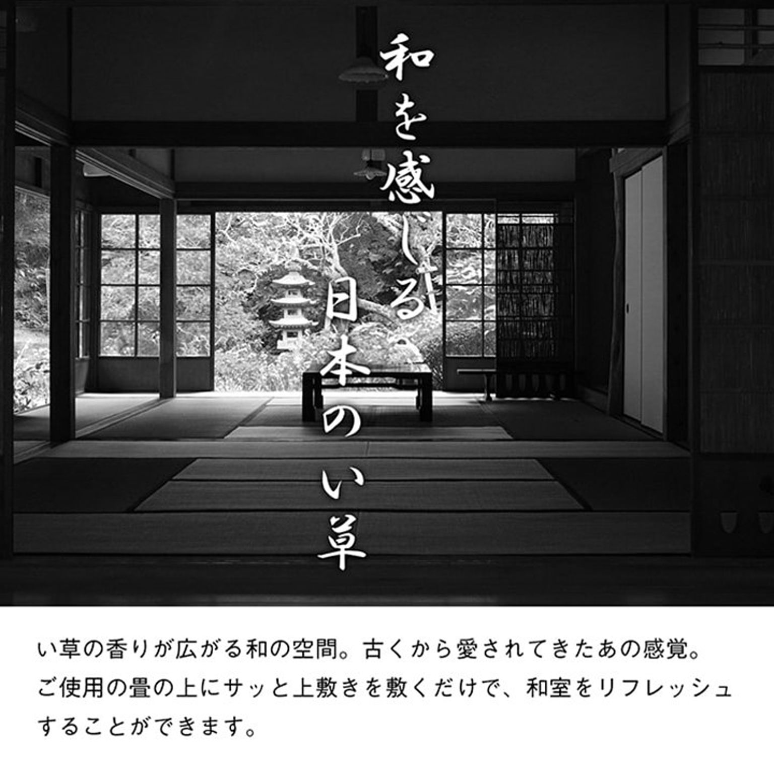 ござ・い草ラグ