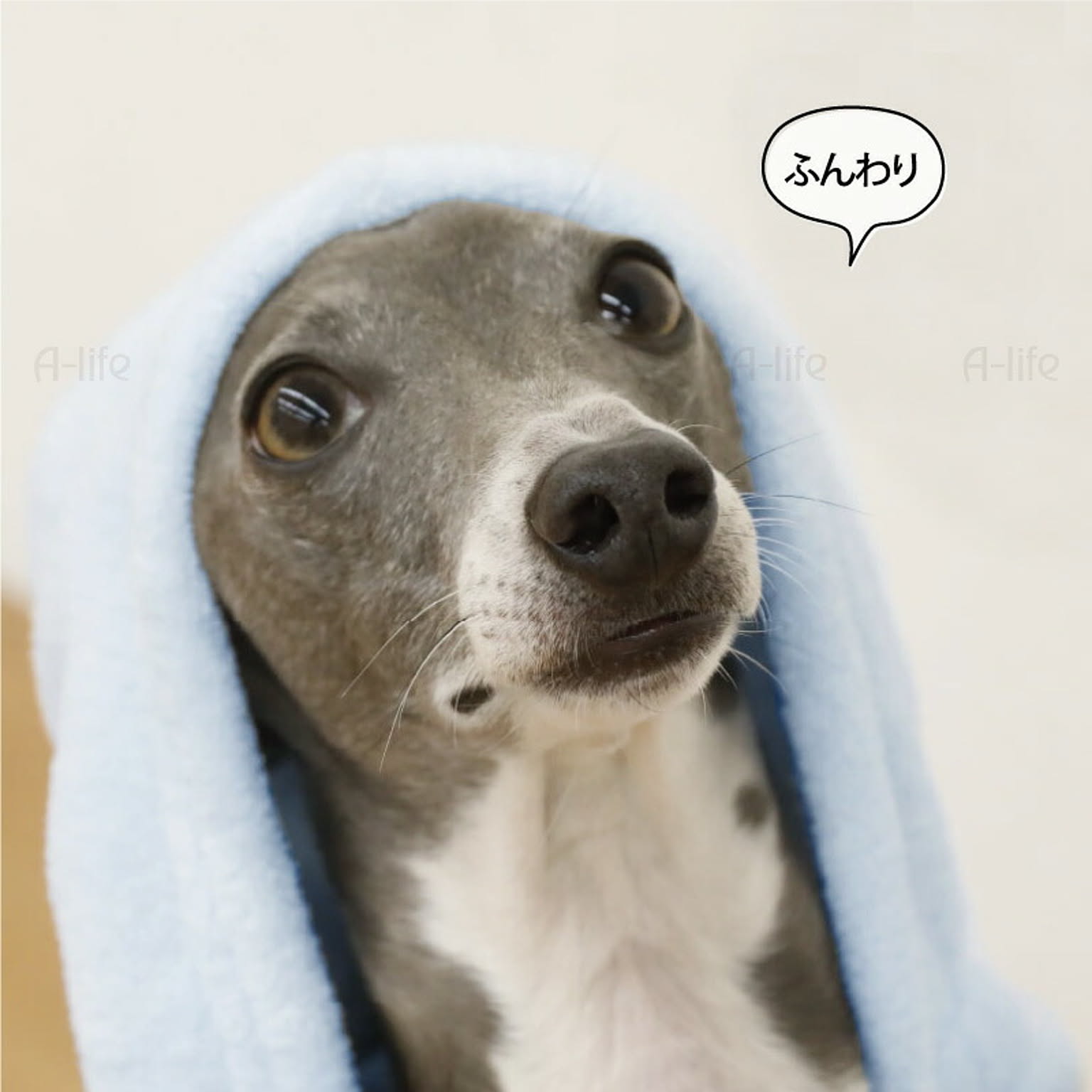 犬用インテリア・犬用家具