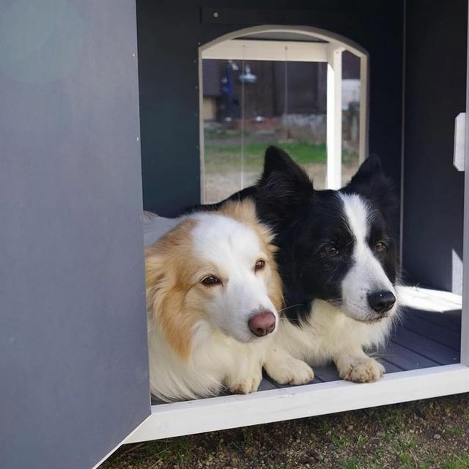 犬用インテリア・犬用家具