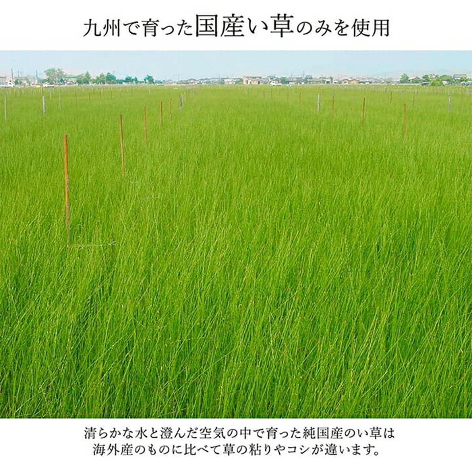 ござ・い草ラグ