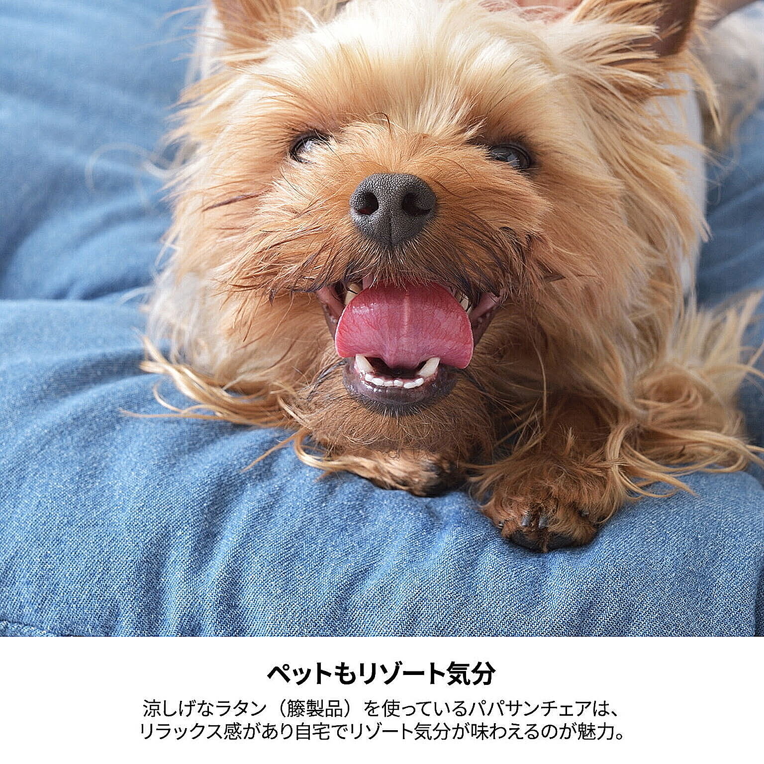 犬用インテリア・犬用家具