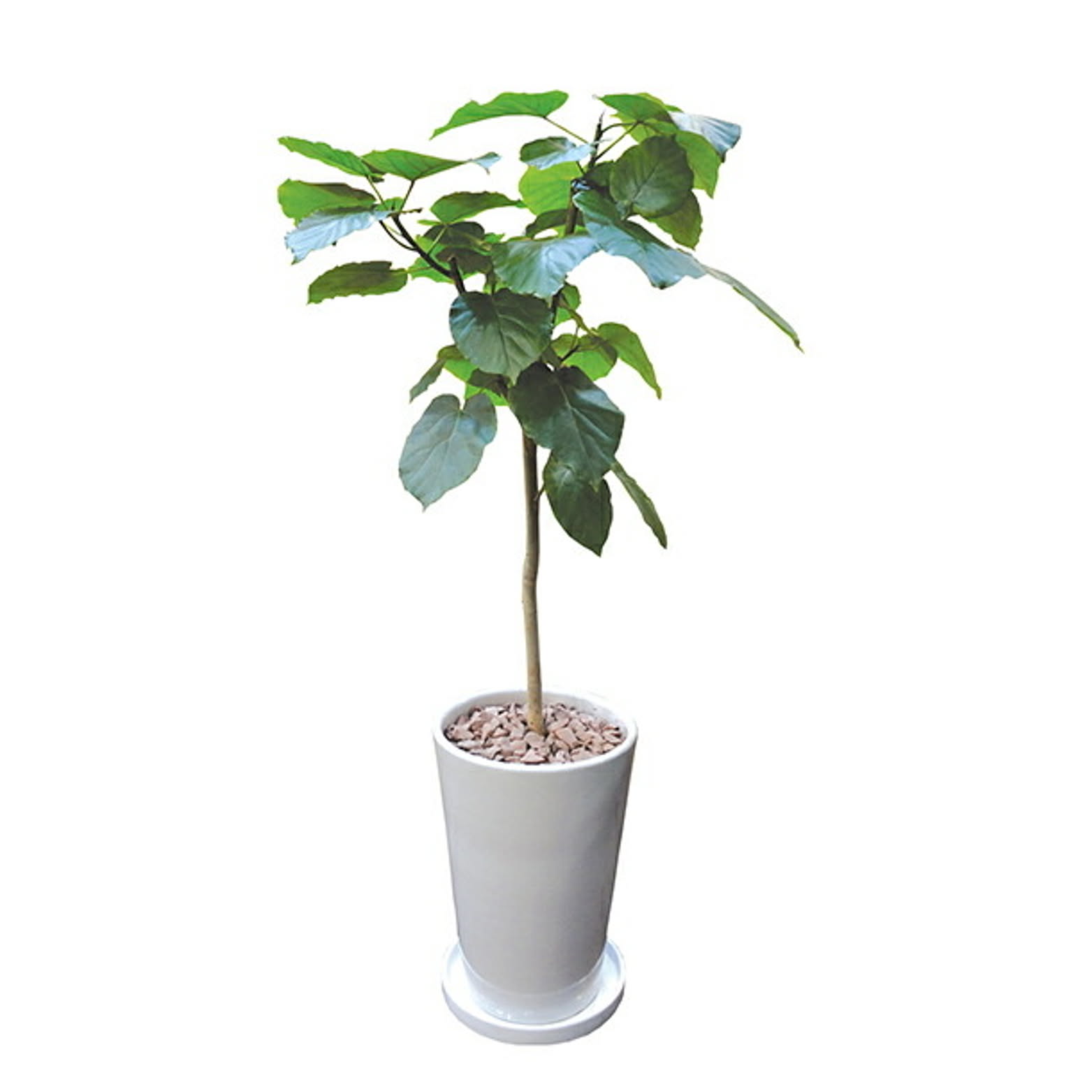 INTERIOR PLANTS陶器LLシリーズ/ウンベラータ (株)インタープラネット