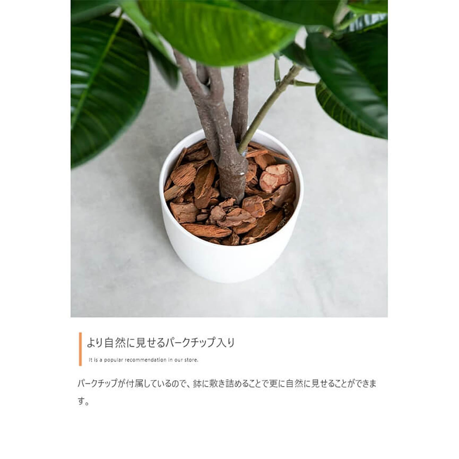観葉植物