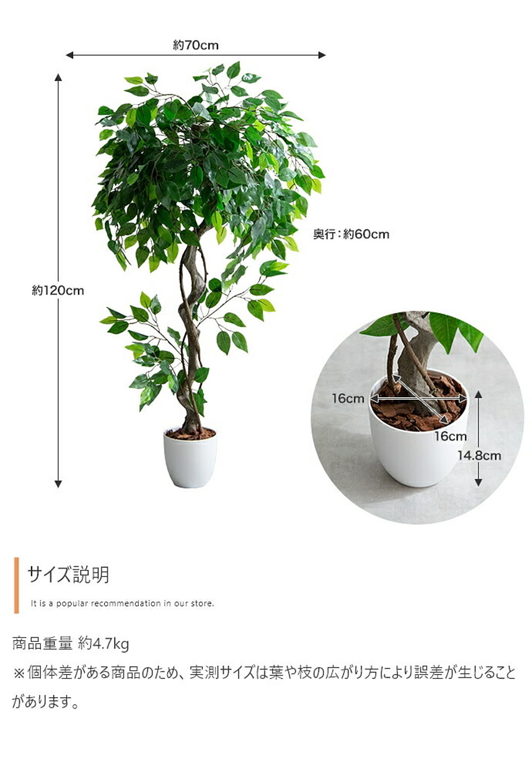 観葉植物