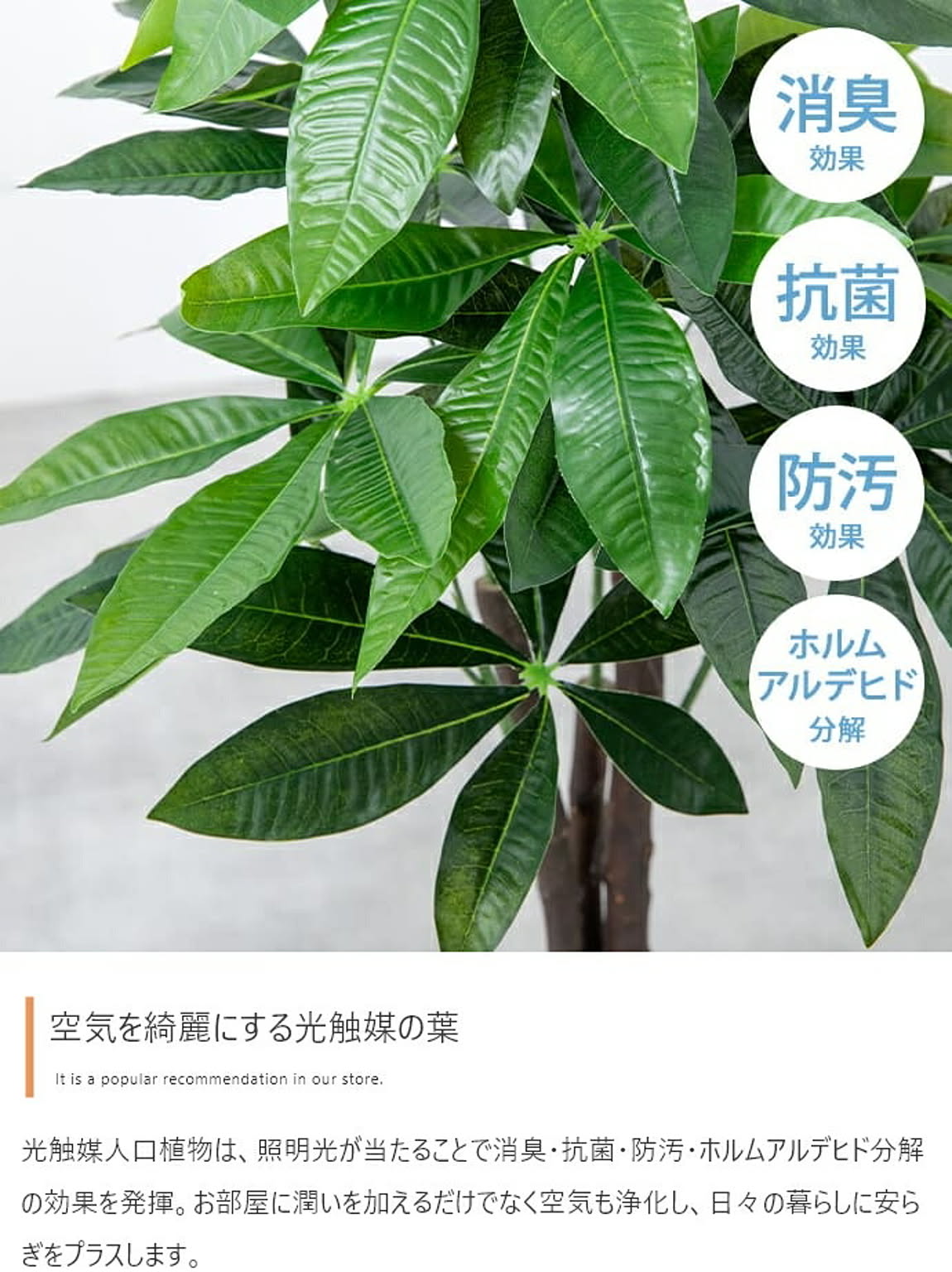 観葉植物