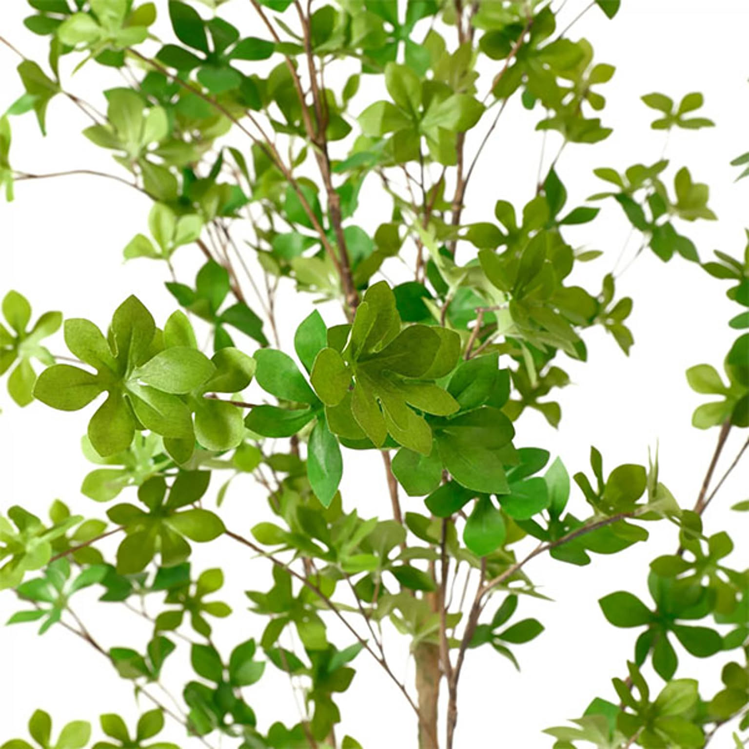 GREENPARK ドウダンツツジ GWプランター H165cm PRGR1249 プリマ 通販 家具とインテリアの通販