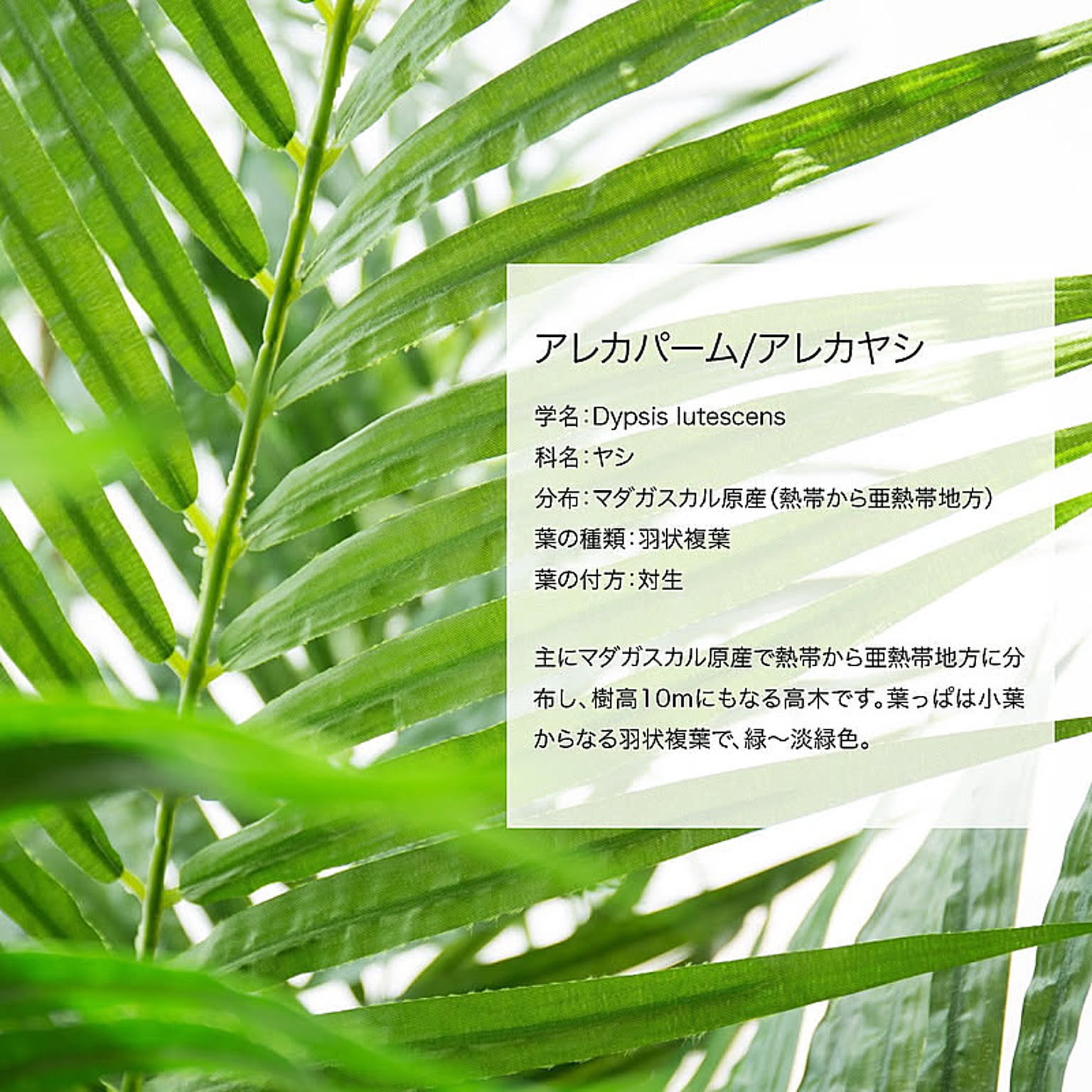 フェイクグリーン
