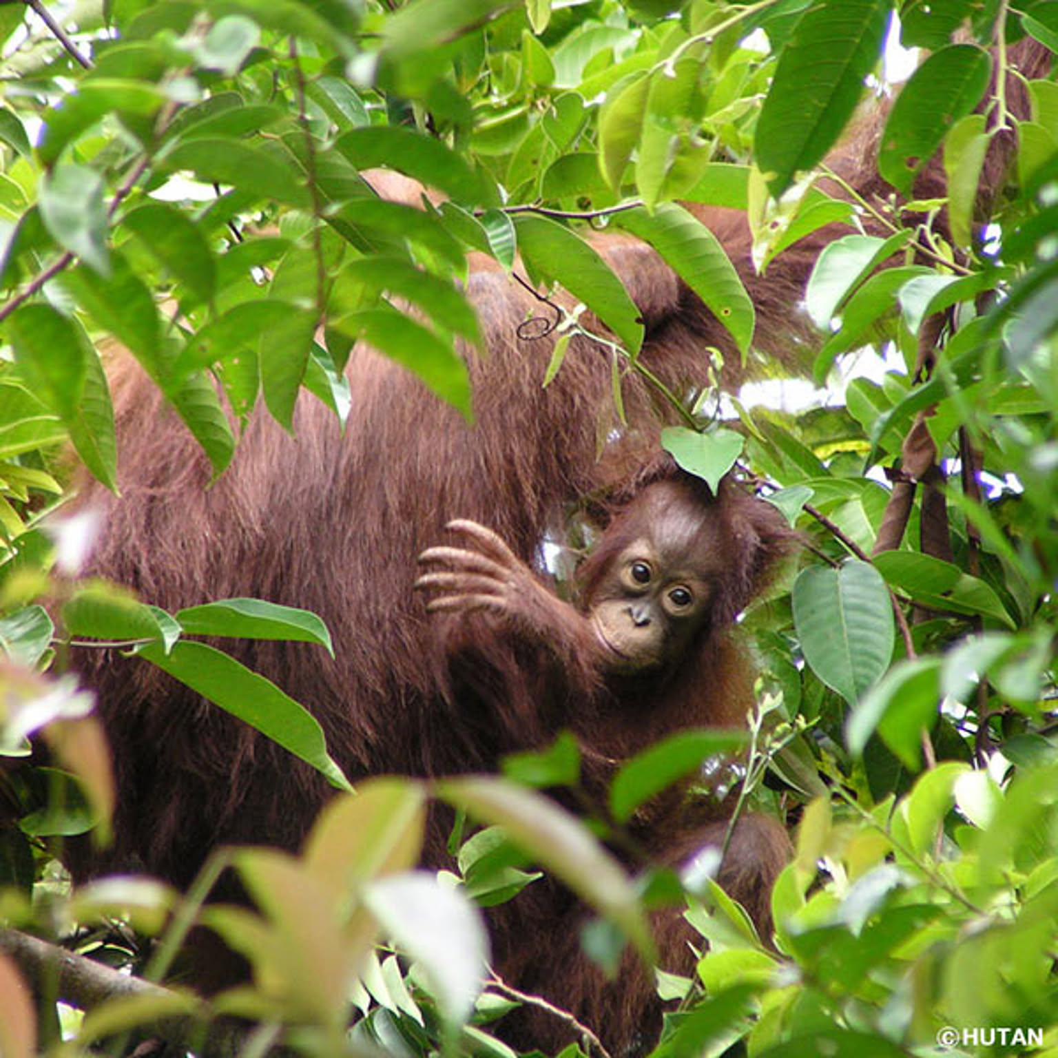 ふきん・ダスター