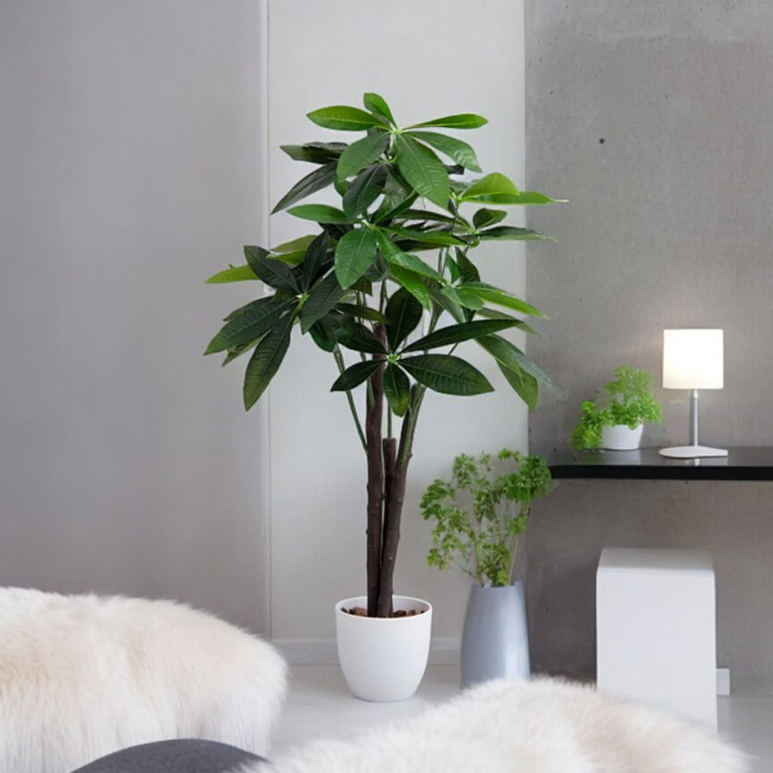 観葉植物