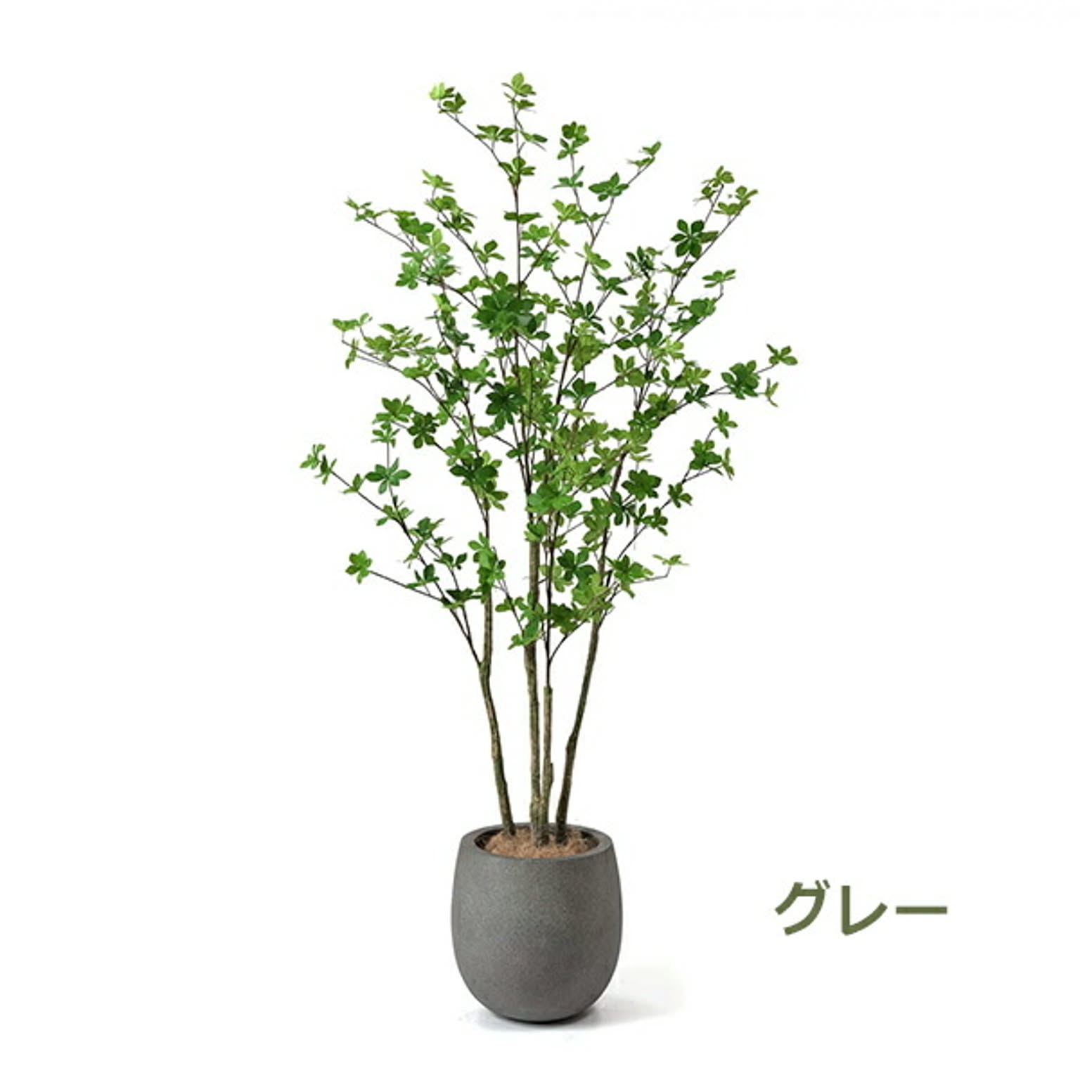 GREENPARK ドウダンツツジ エッグポット H160cm PRGR-1250 プリマ