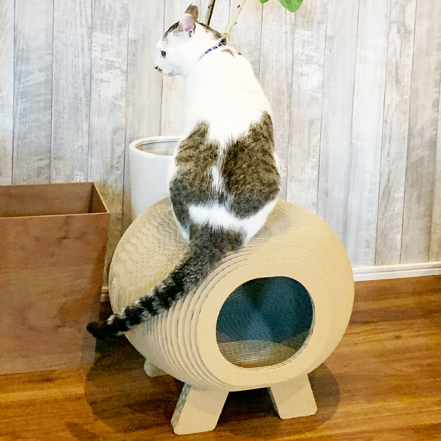 猫用インテリア・猫用家具