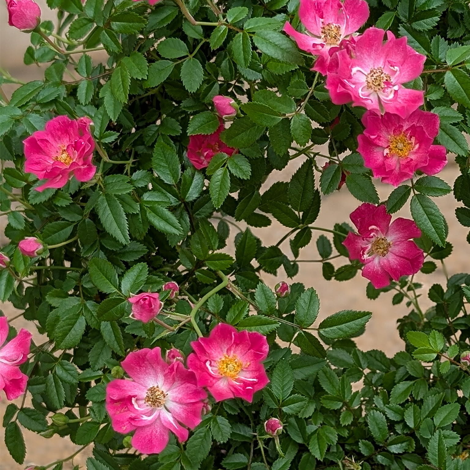 造花・アートフラワー