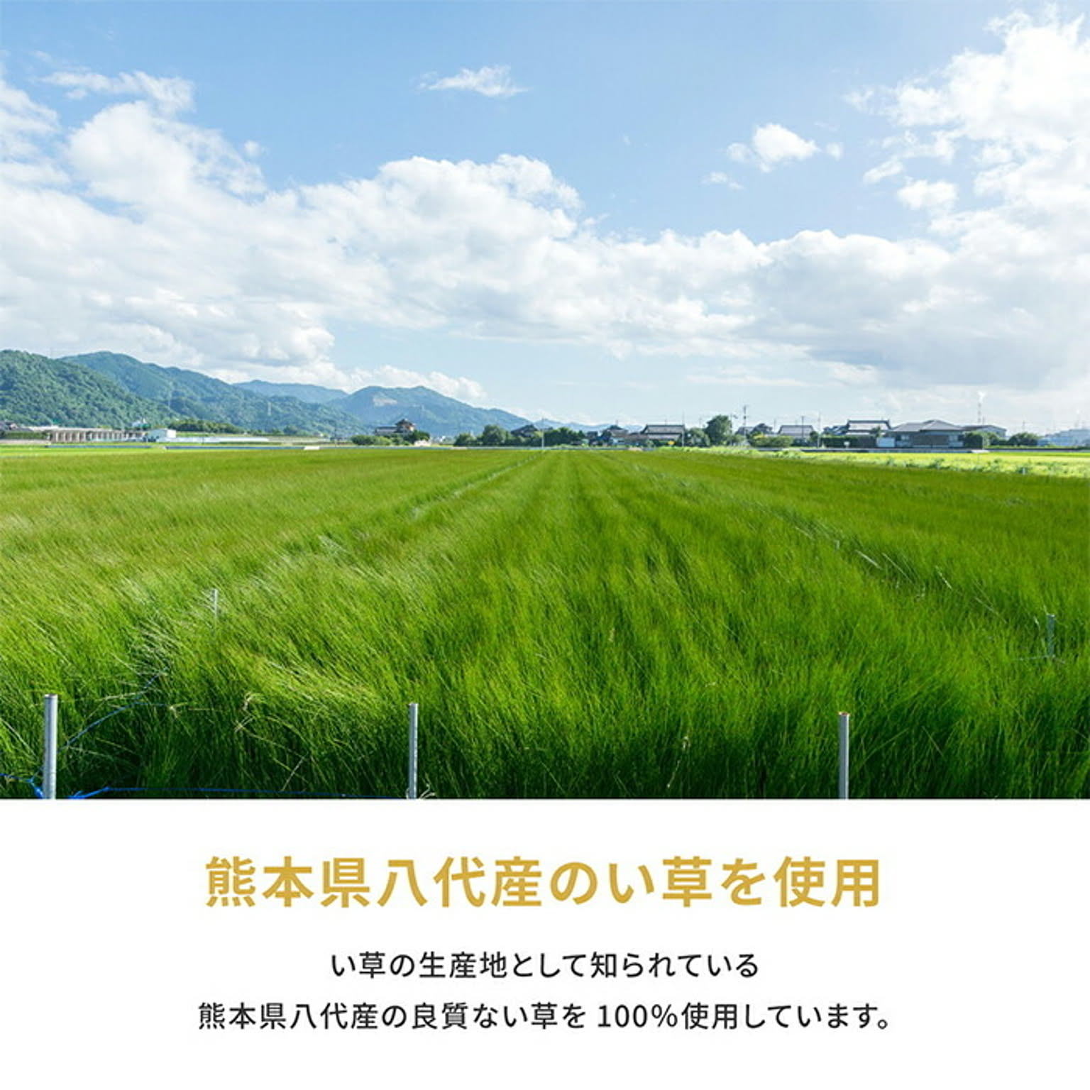 ござ・い草ラグ