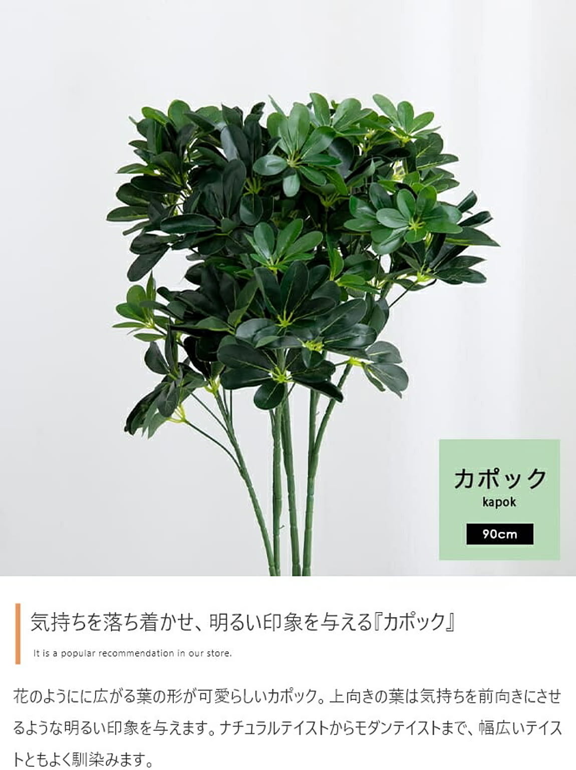 観葉植物