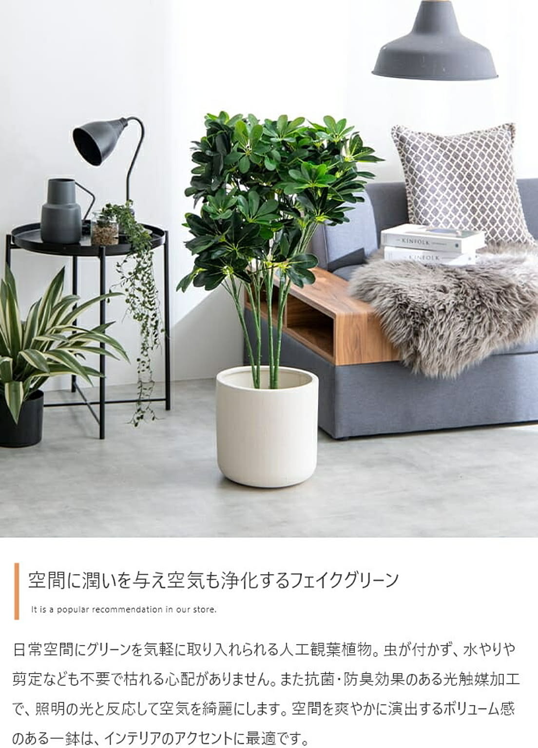 観葉植物