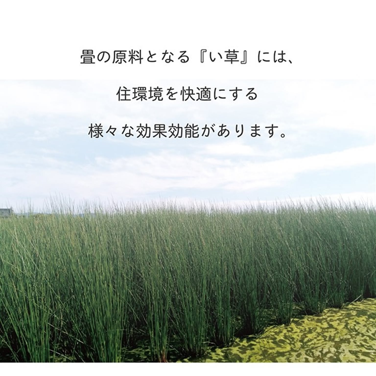 ござ・い草ラグ