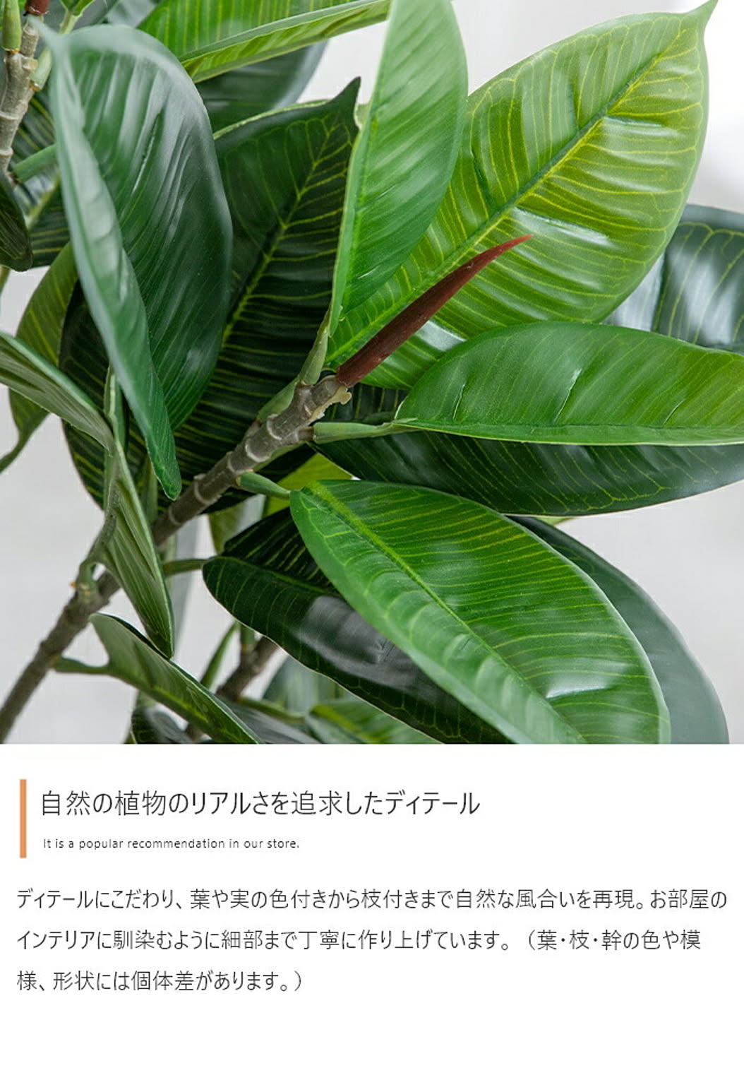 観葉植物