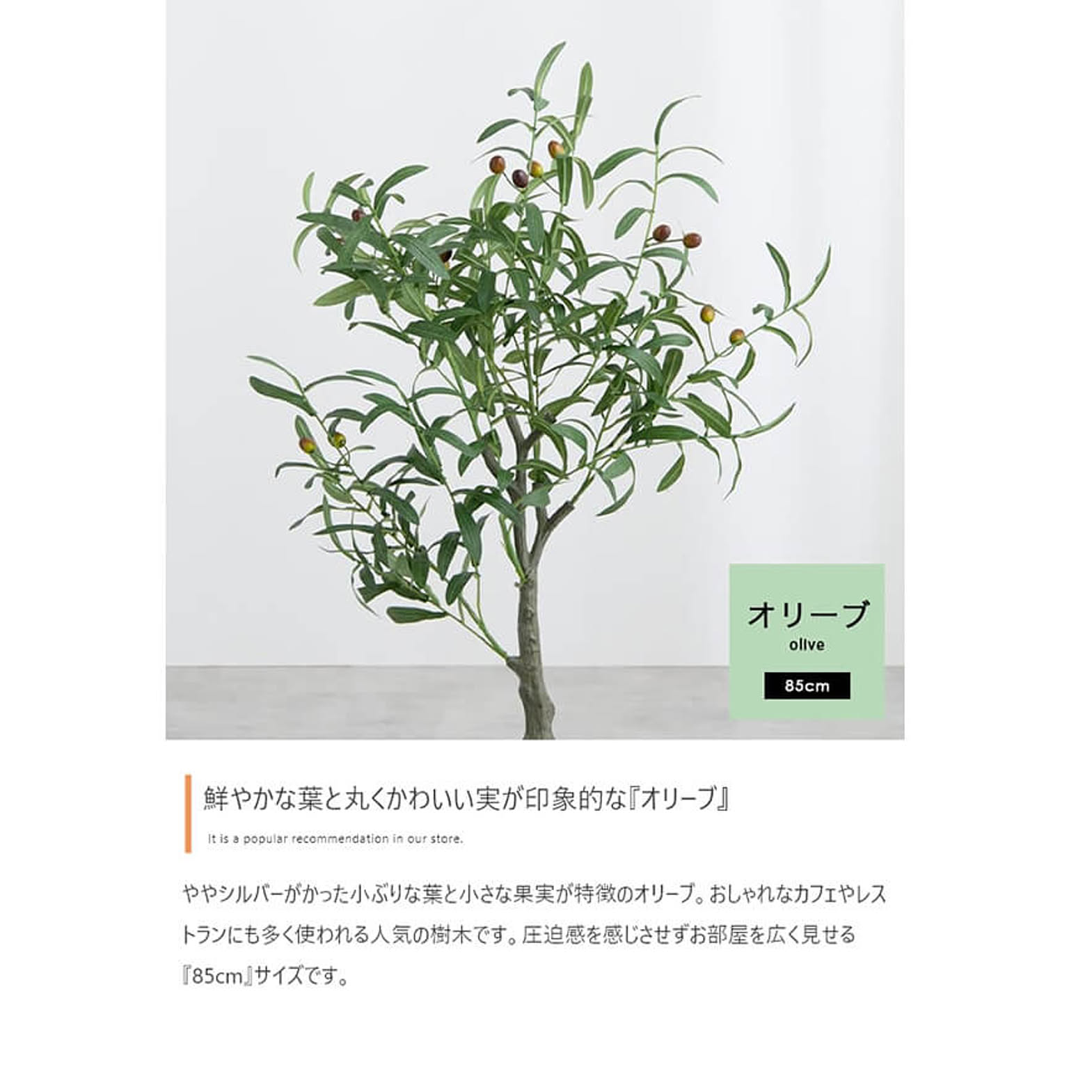 観葉植物