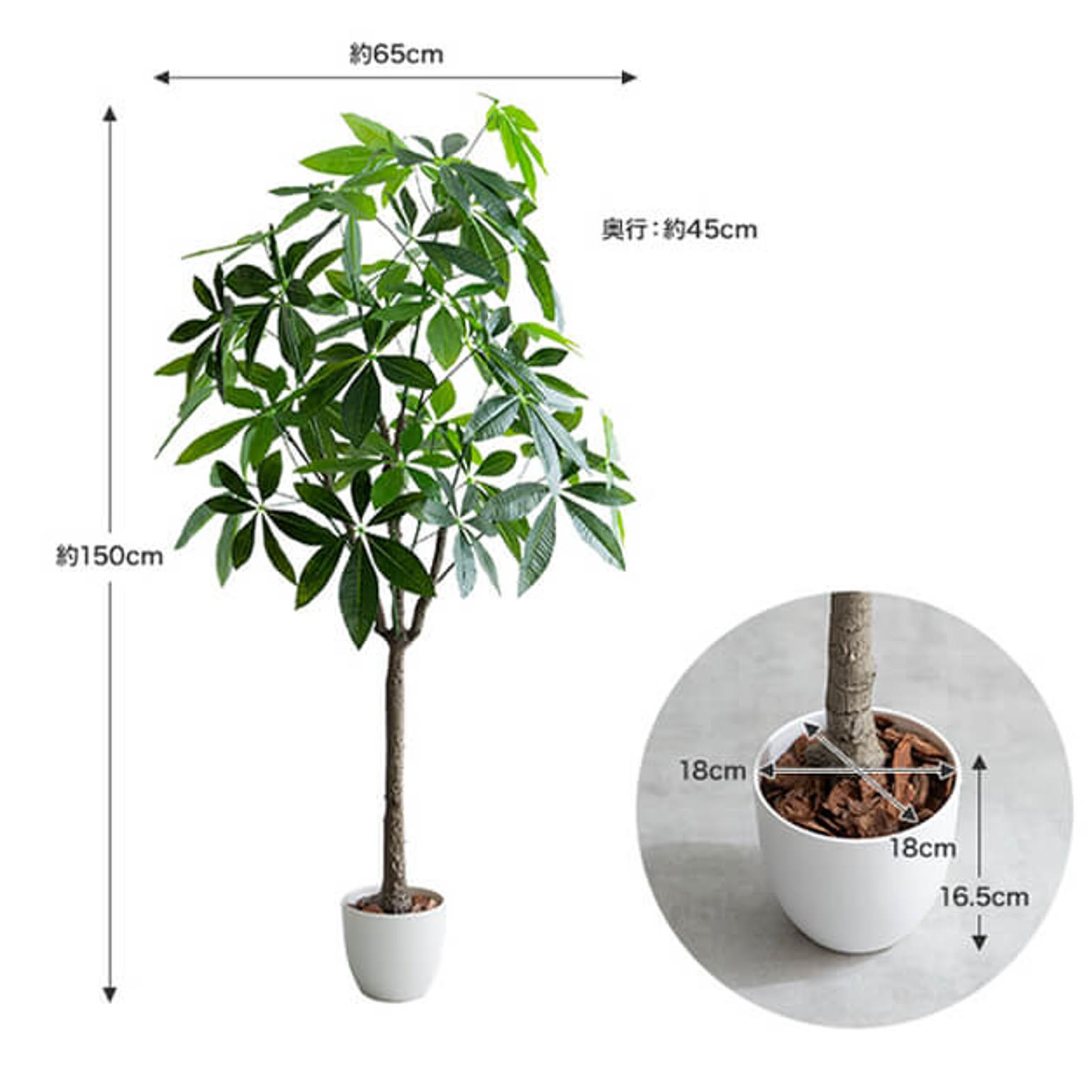観葉植物