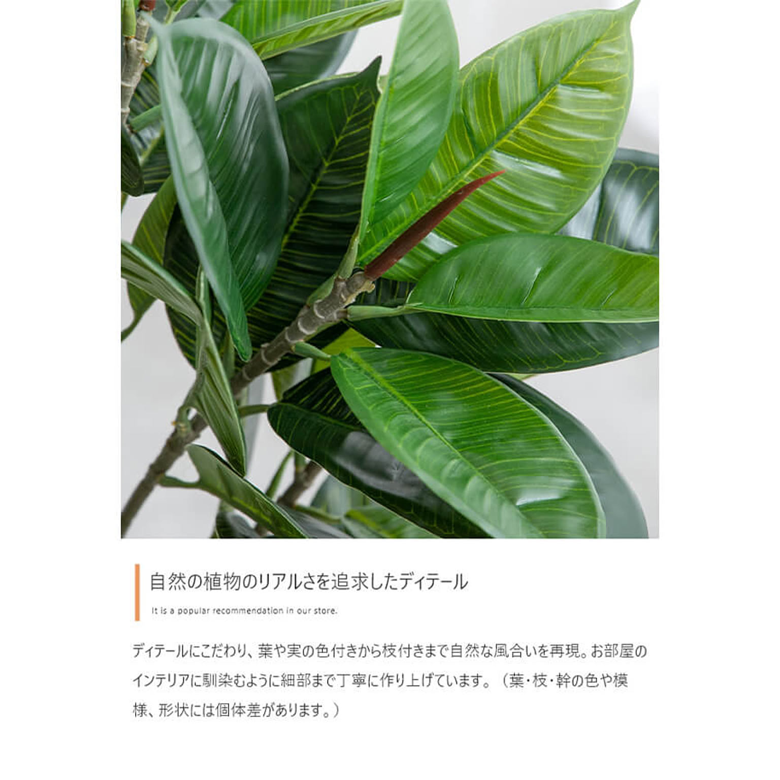 観葉植物