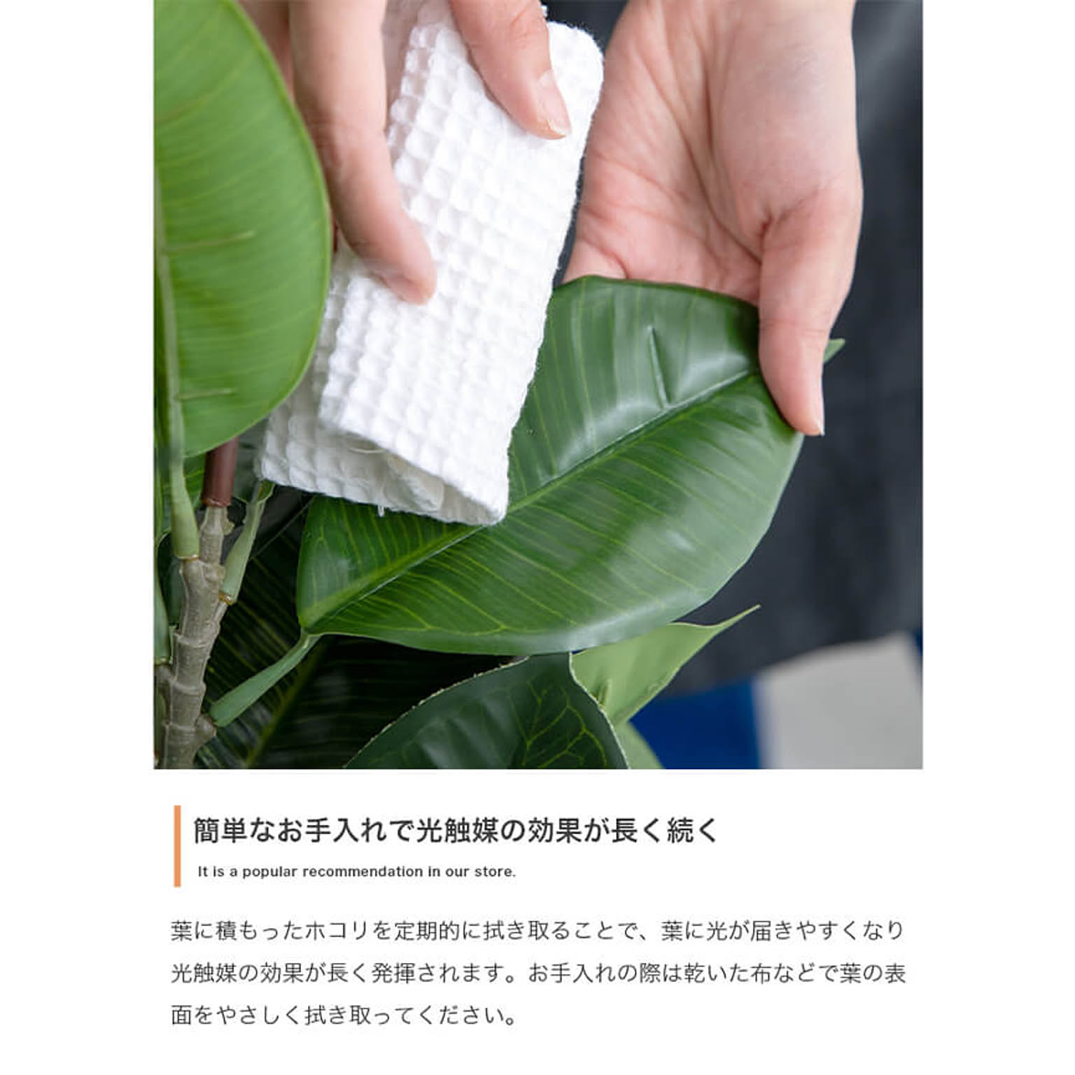 観葉植物