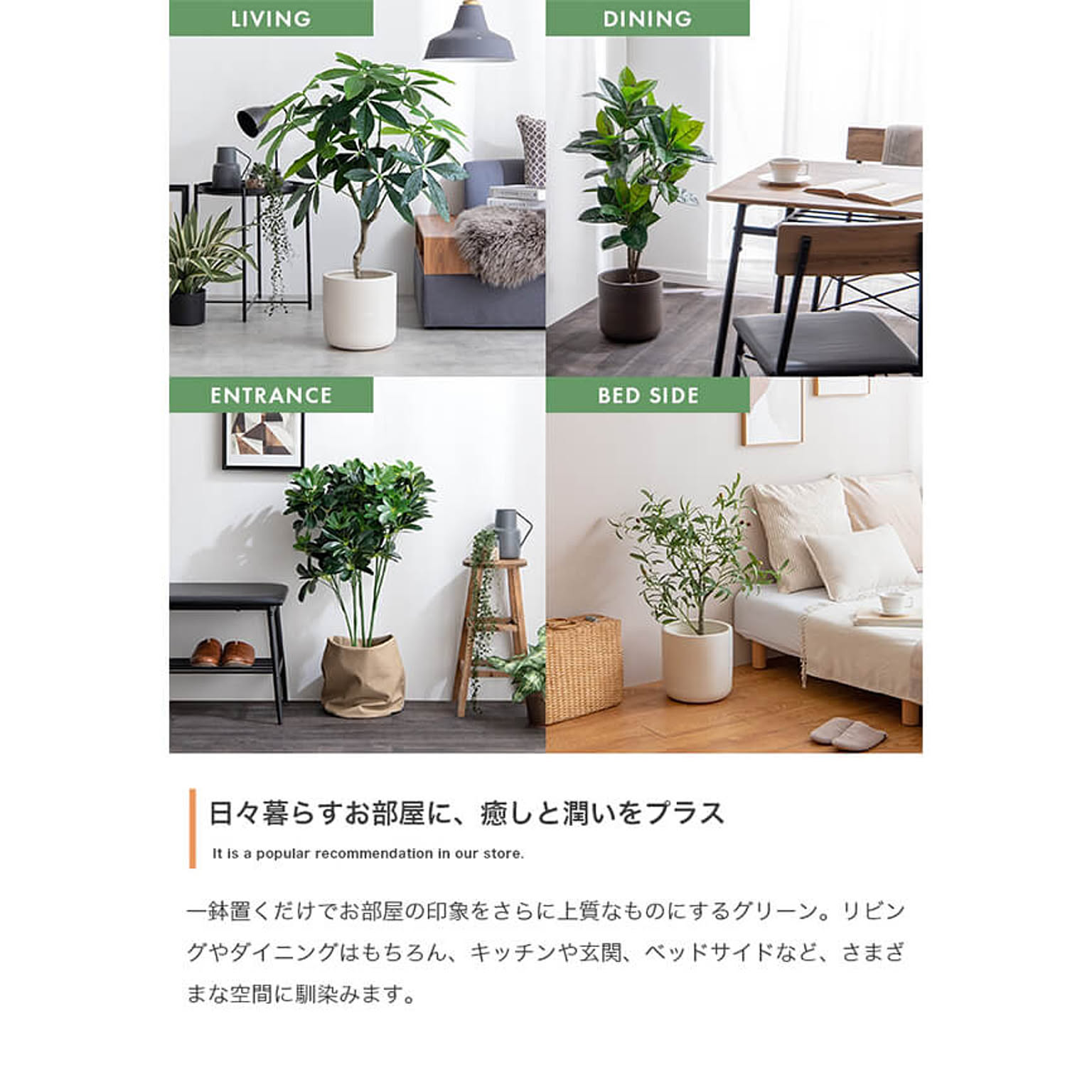 観葉植物