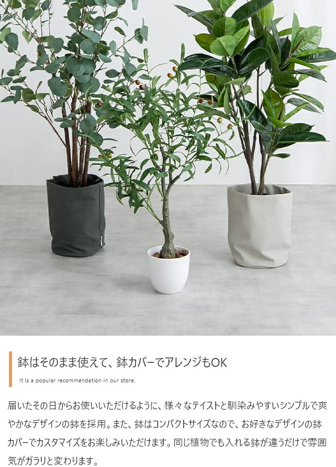 観葉植物